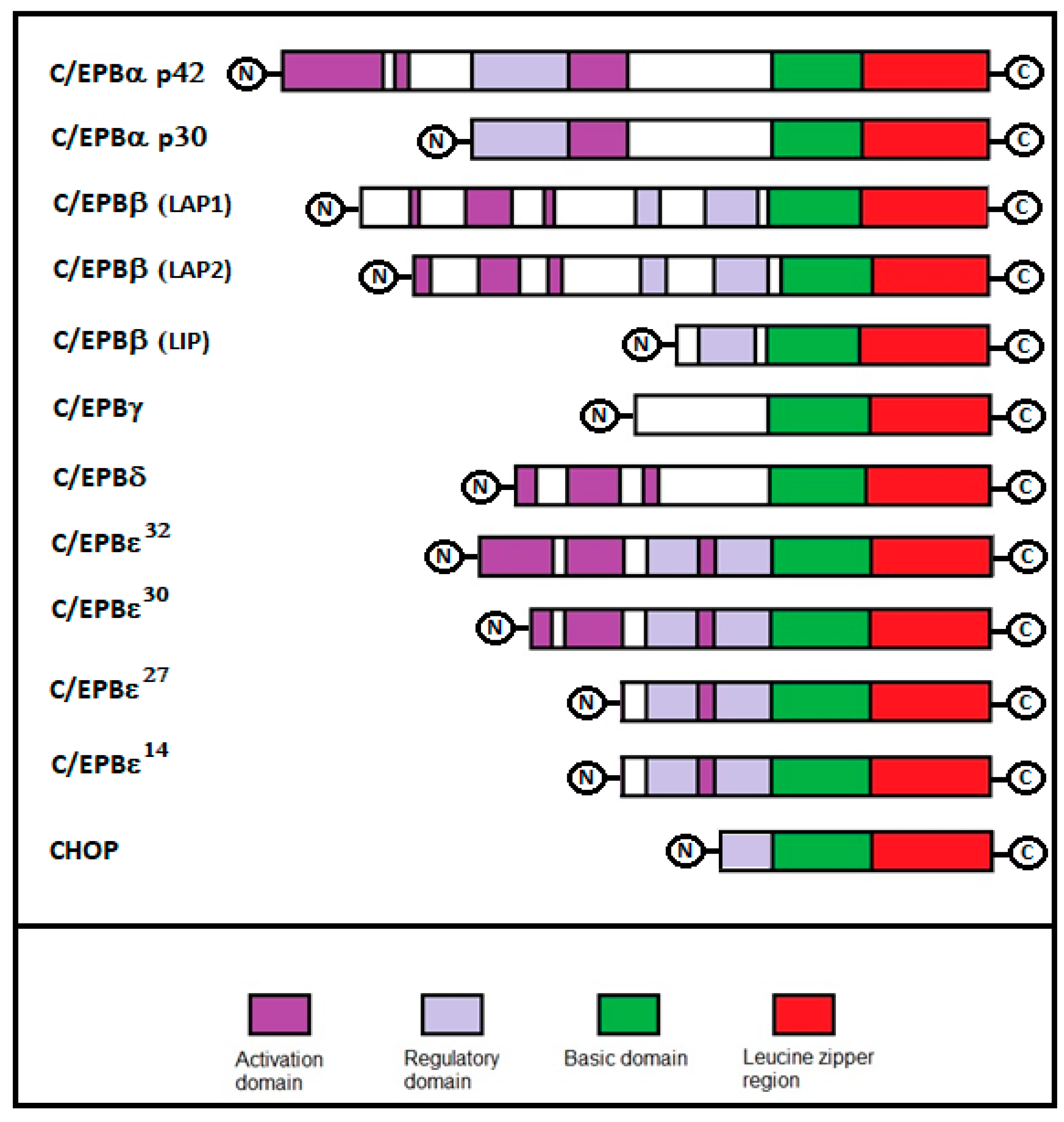 Ijms 21 04308 g001 Ijms 21 04308 g001