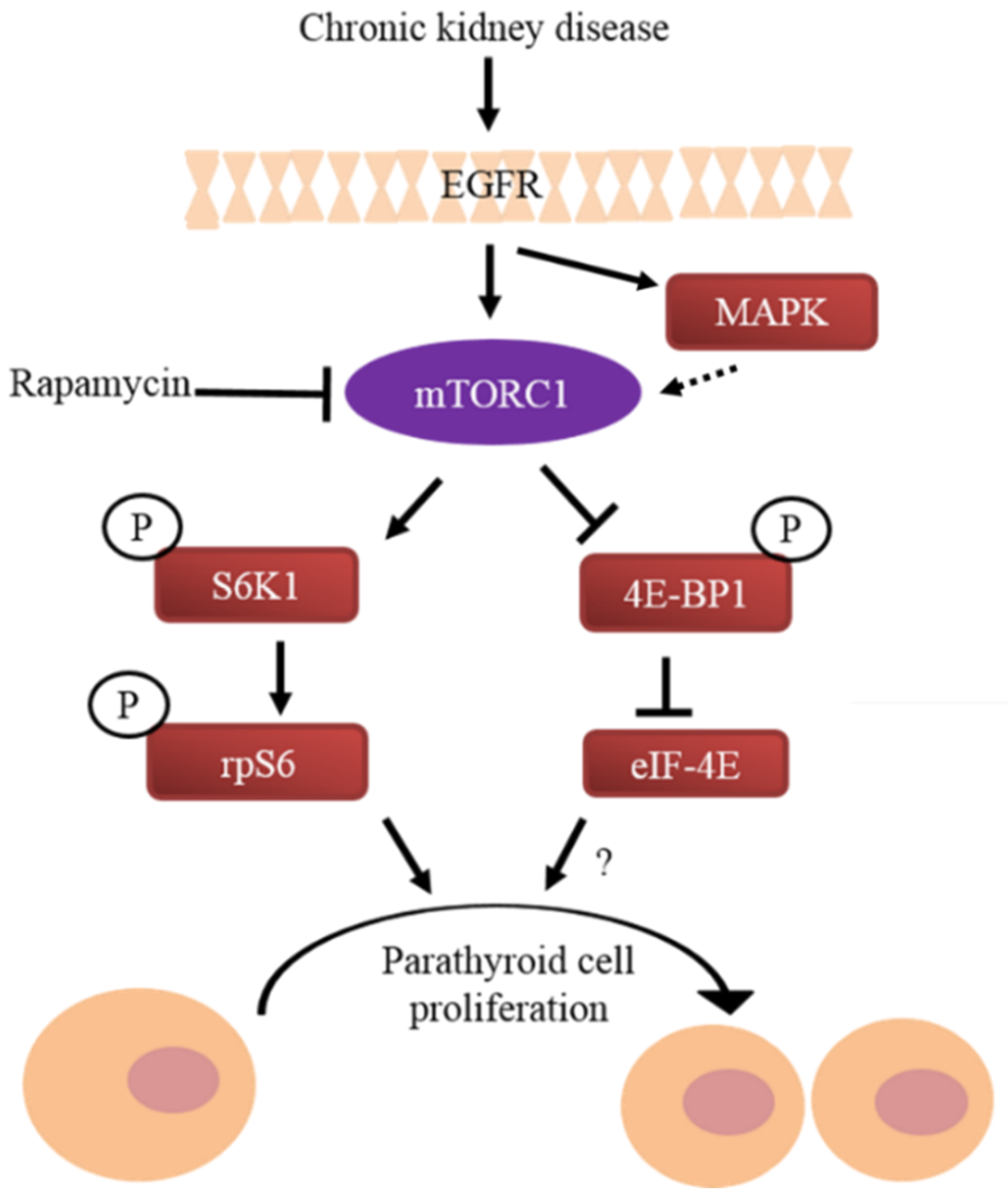 Ijms 21 04332 g004 Ijms 21 04332 g004