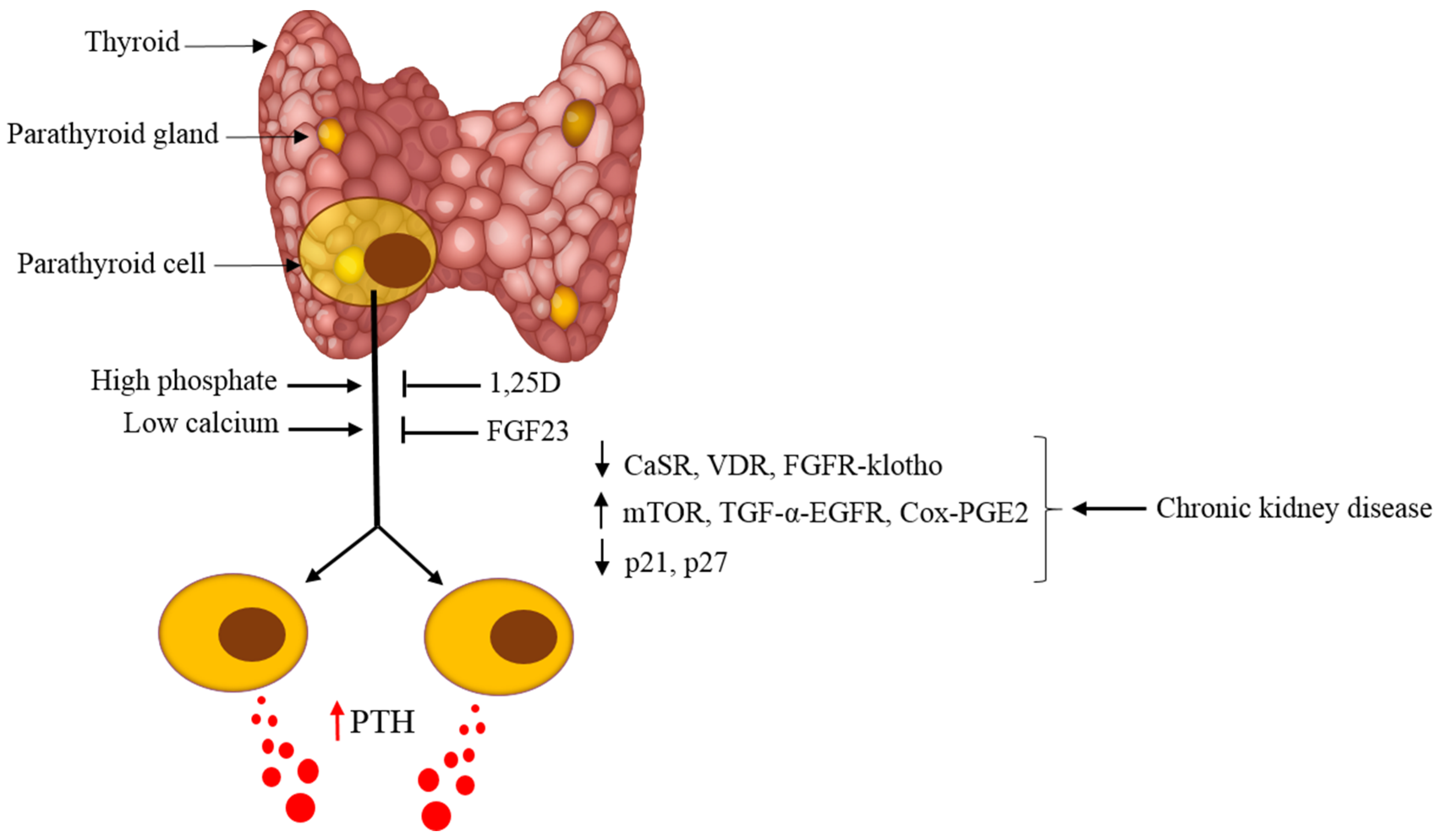 Ijms 21 04332 g005 Ijms 21 04332 g005