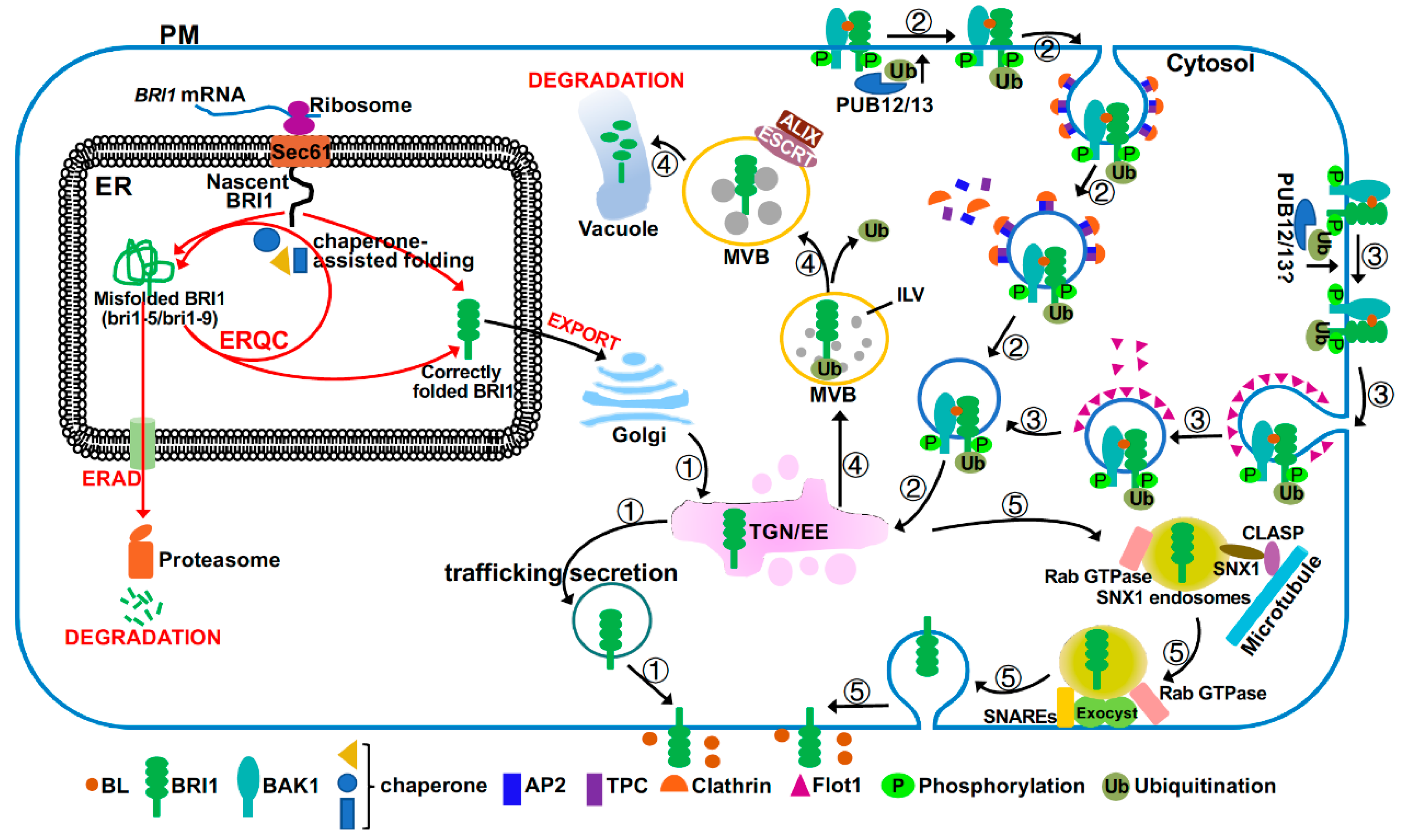 Ijms 21 04340 g003 Ijms 21 04340 g003