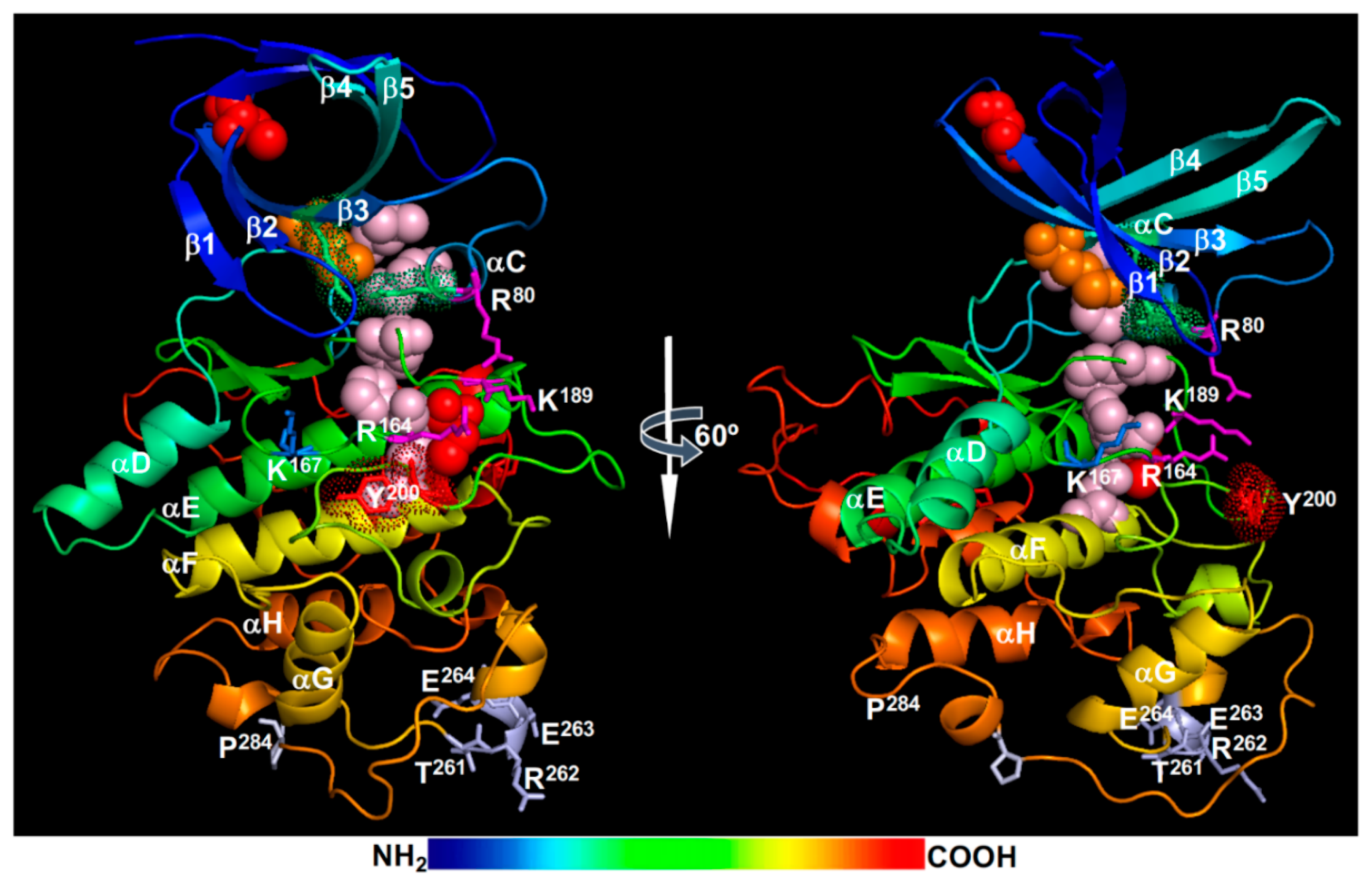 Ijms 21 04340 g005 Ijms 21 04340 g005