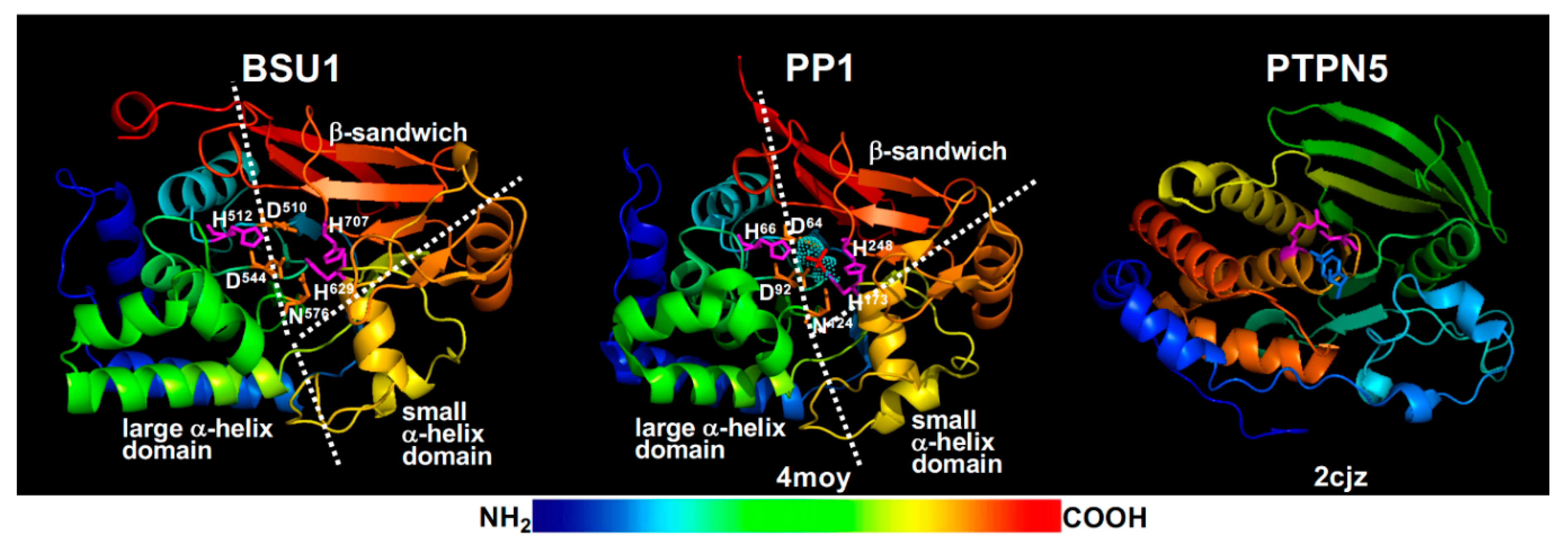 Ijms 21 04340 g006 Ijms 21 04340 g006
