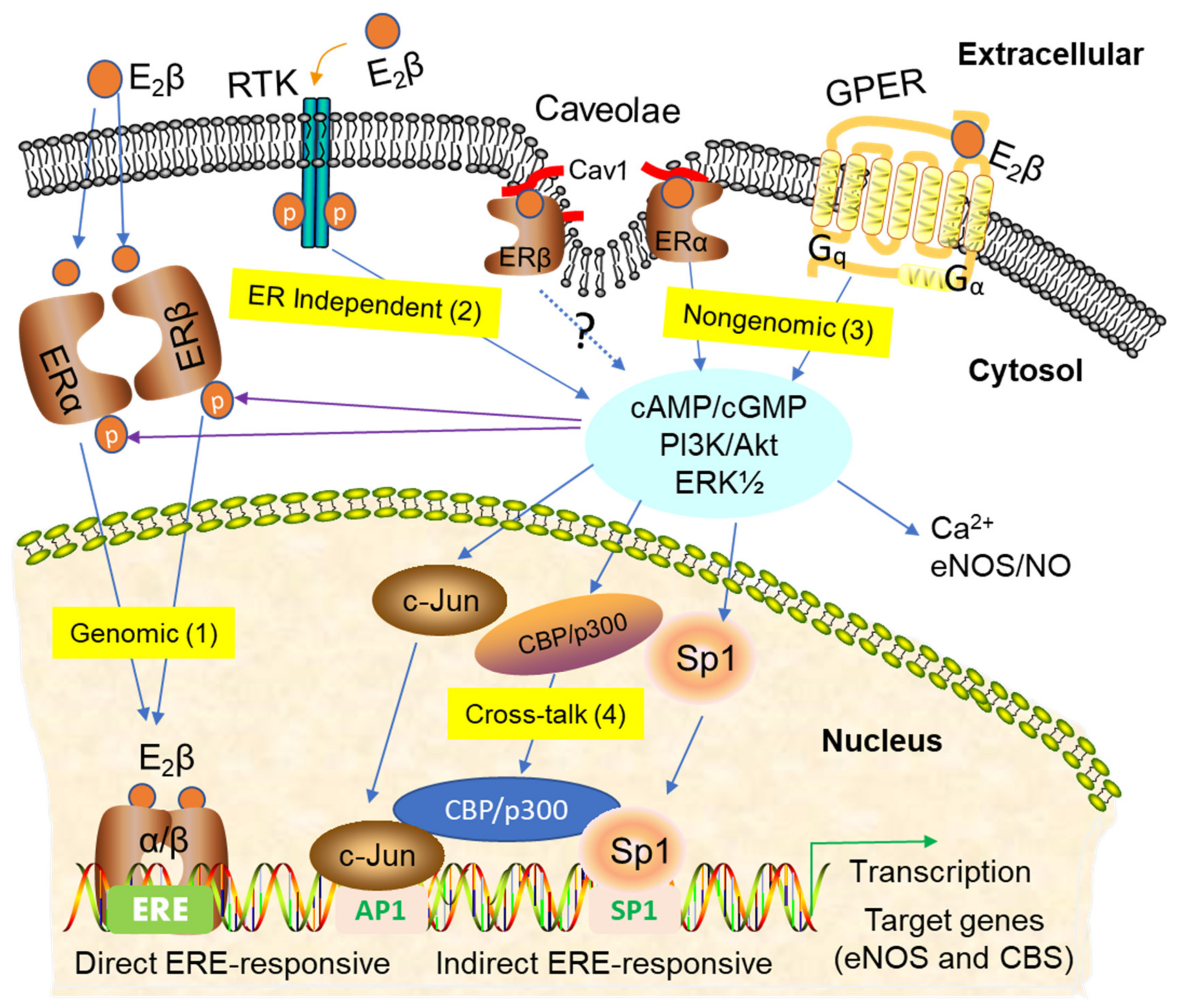Ijms 21 04349 g002 Ijms 21 04349 g002