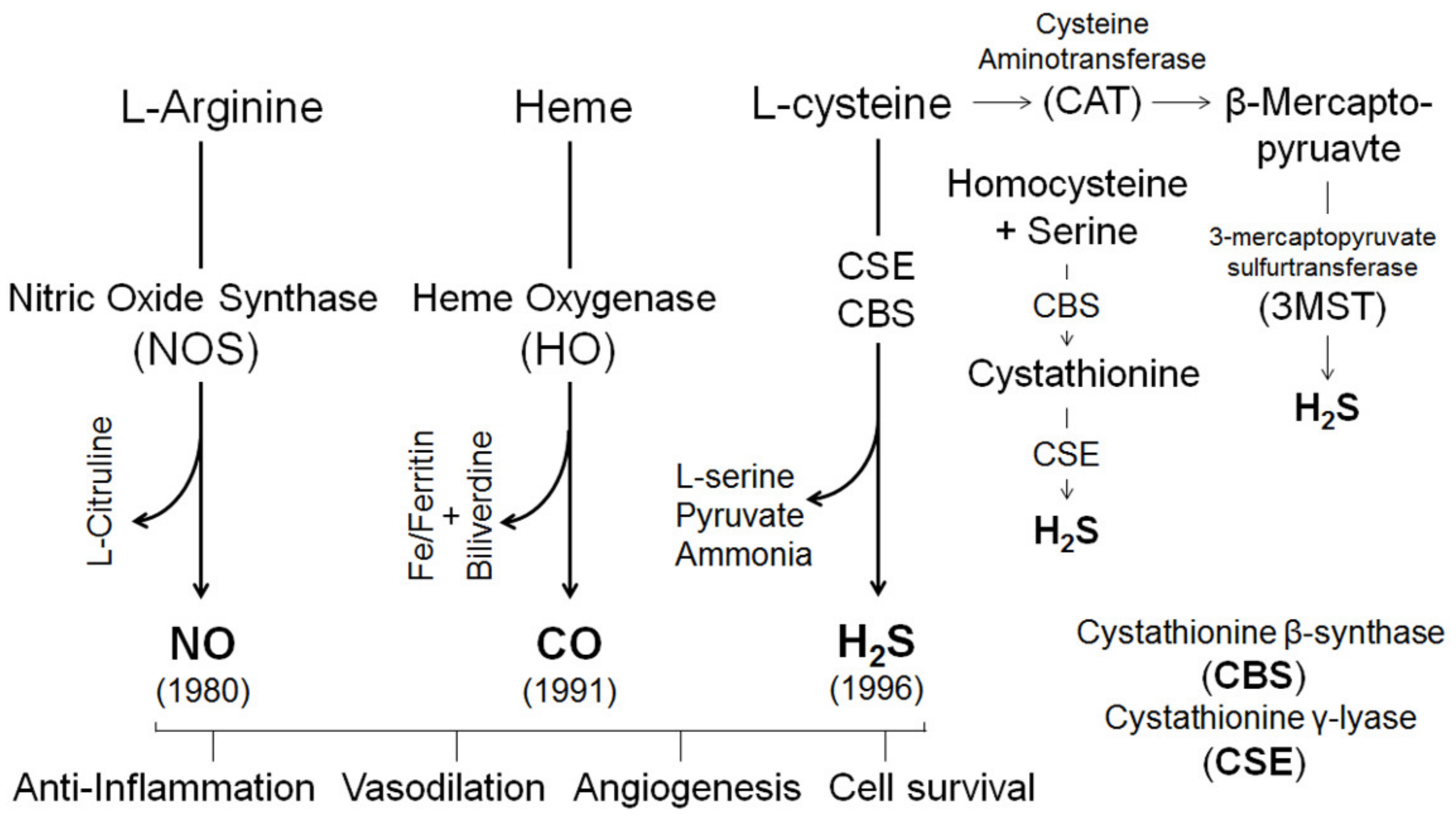 Ijms 21 04349 g003 Ijms 21 04349 g003