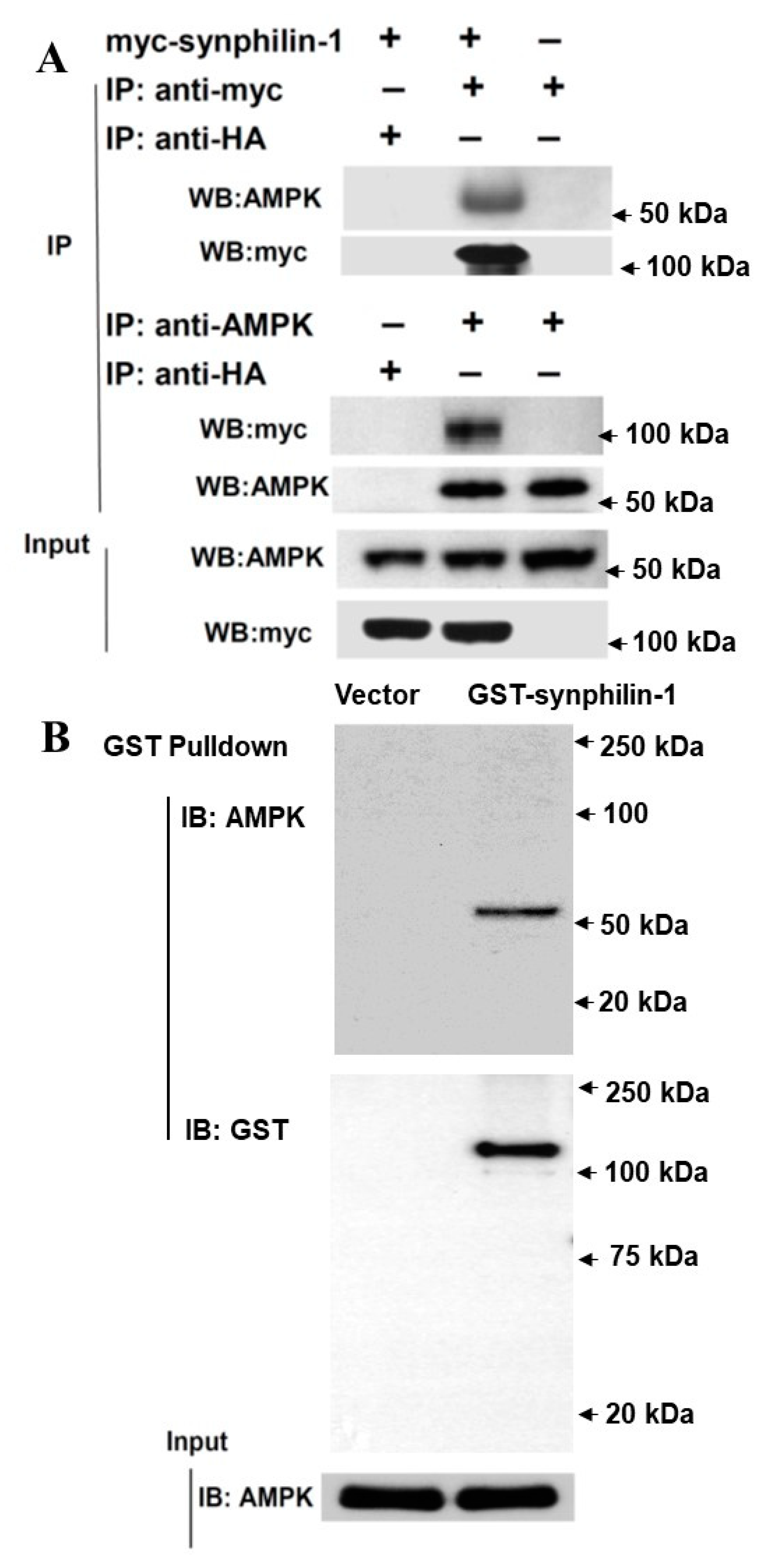 Ijms 21 04352 g002 Ijms 21 04352 g002