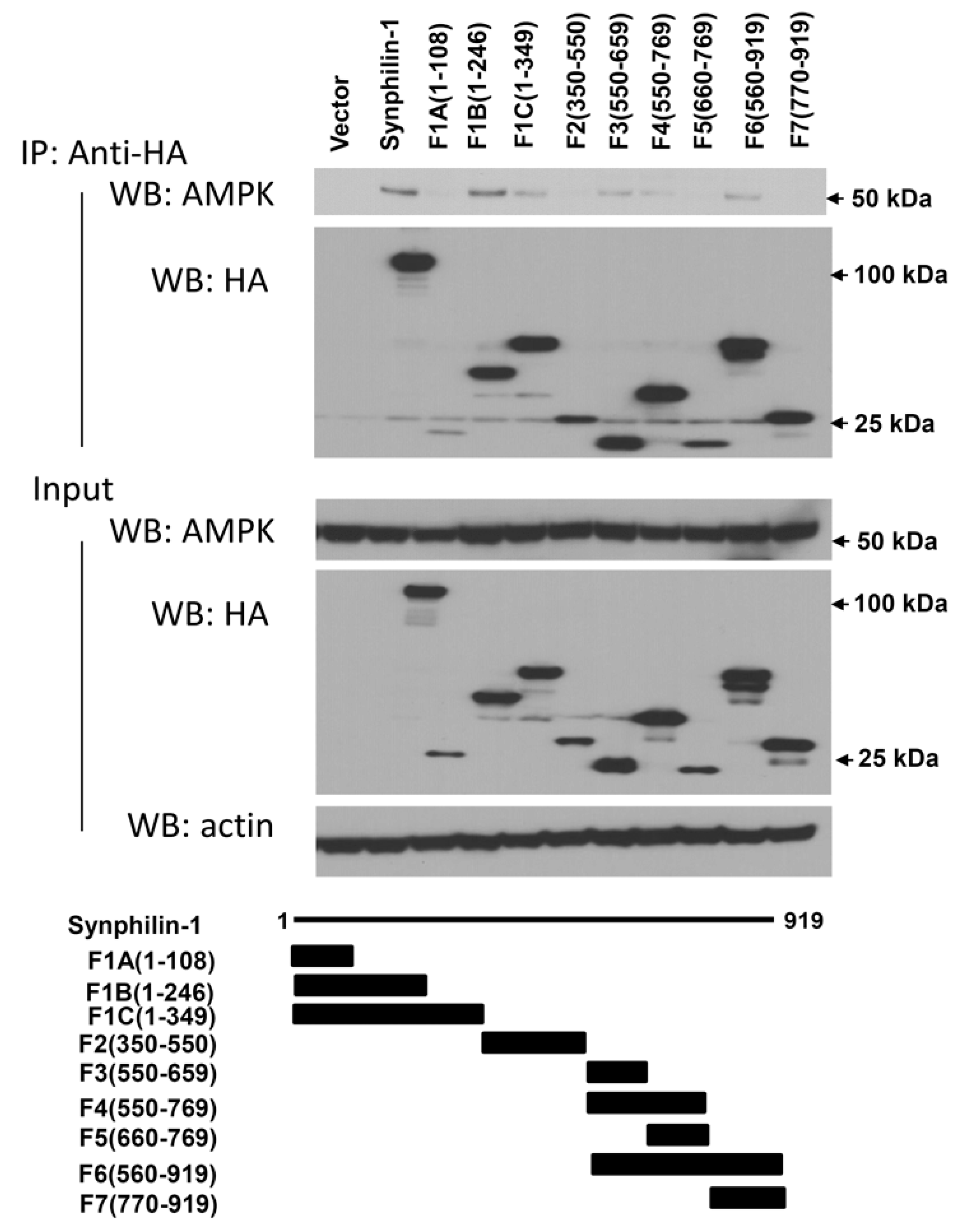 Ijms 21 04352 g003 Ijms 21 04352 g003