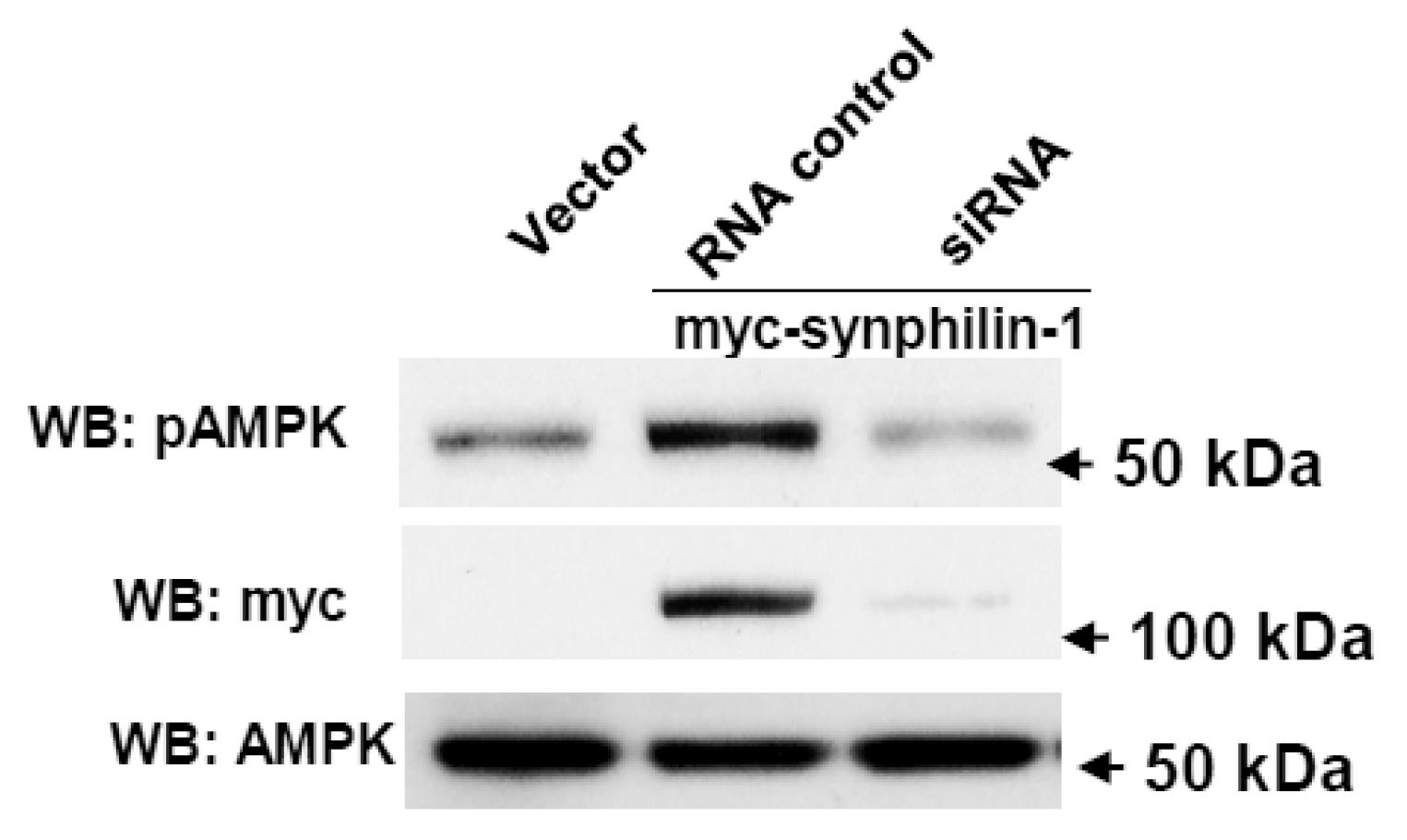 Ijms 21 04352 g004 Ijms 21 04352 g004
