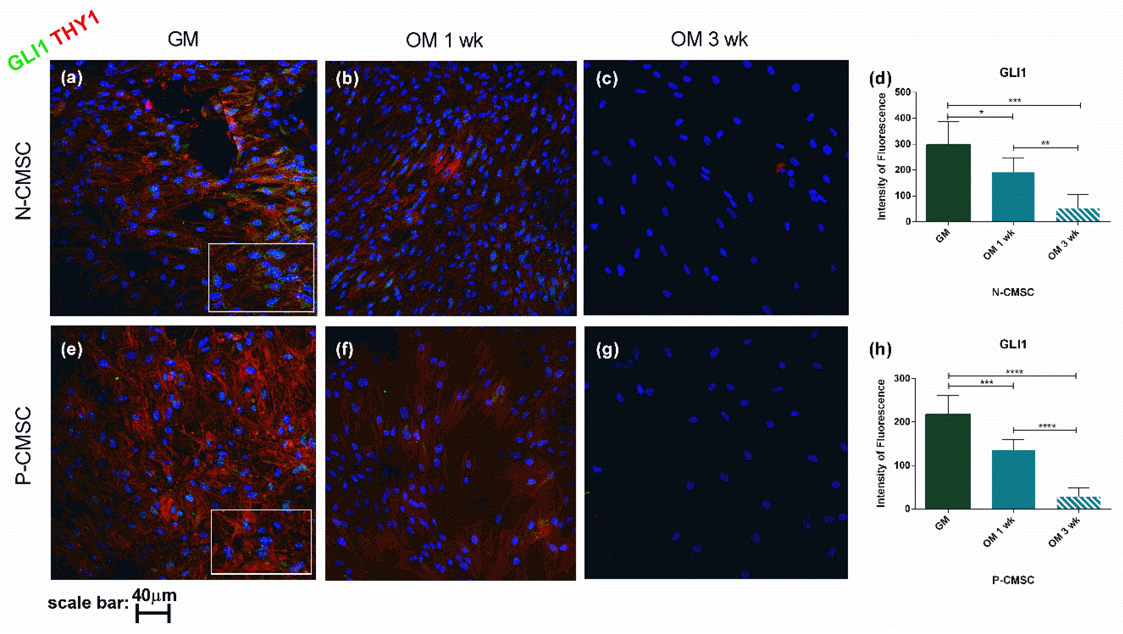 Ijms 21 04356 g007 Ijms 21 04356 g007