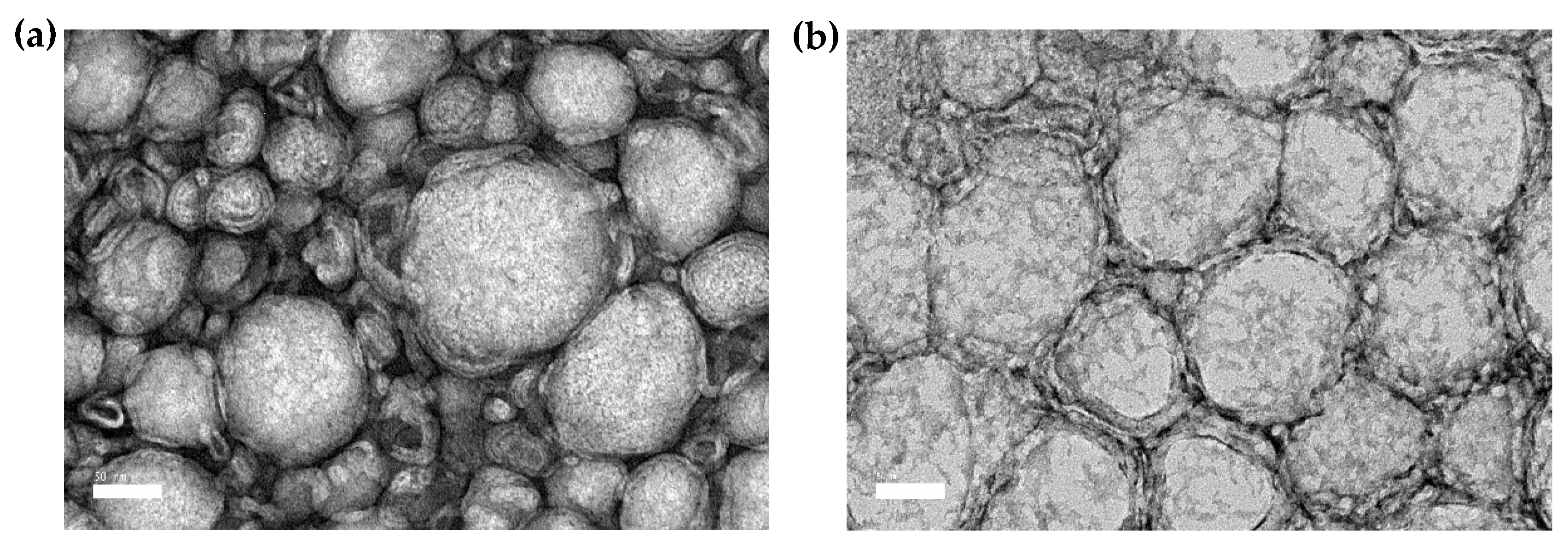 Ijms 21 04357 g004 Ijms 21 04357 g004