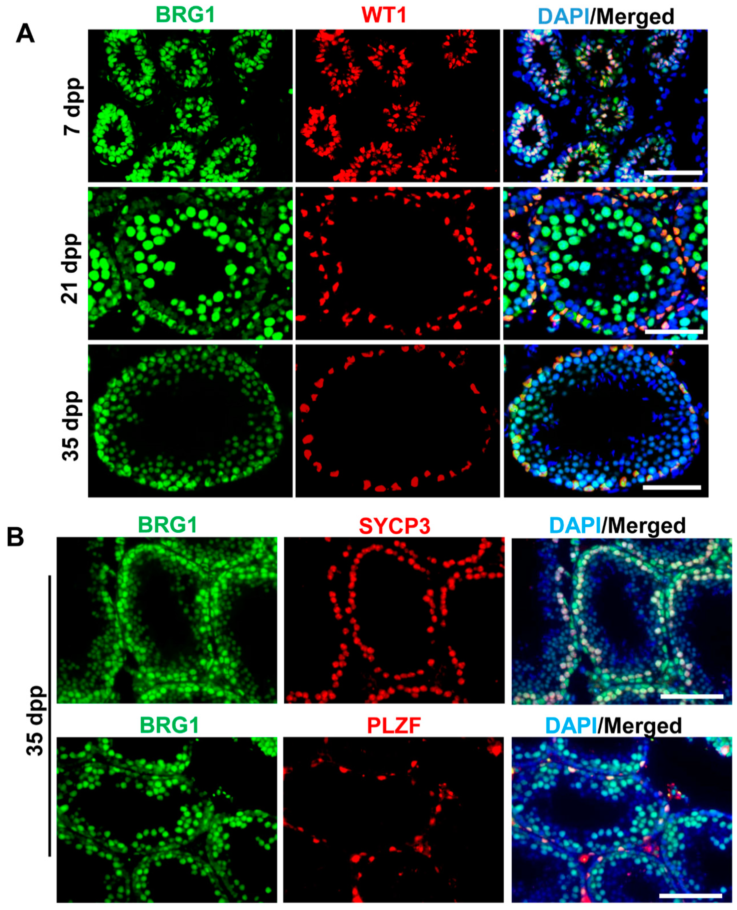 Ijms 21 04358 g001 Ijms 21 04358 g001
