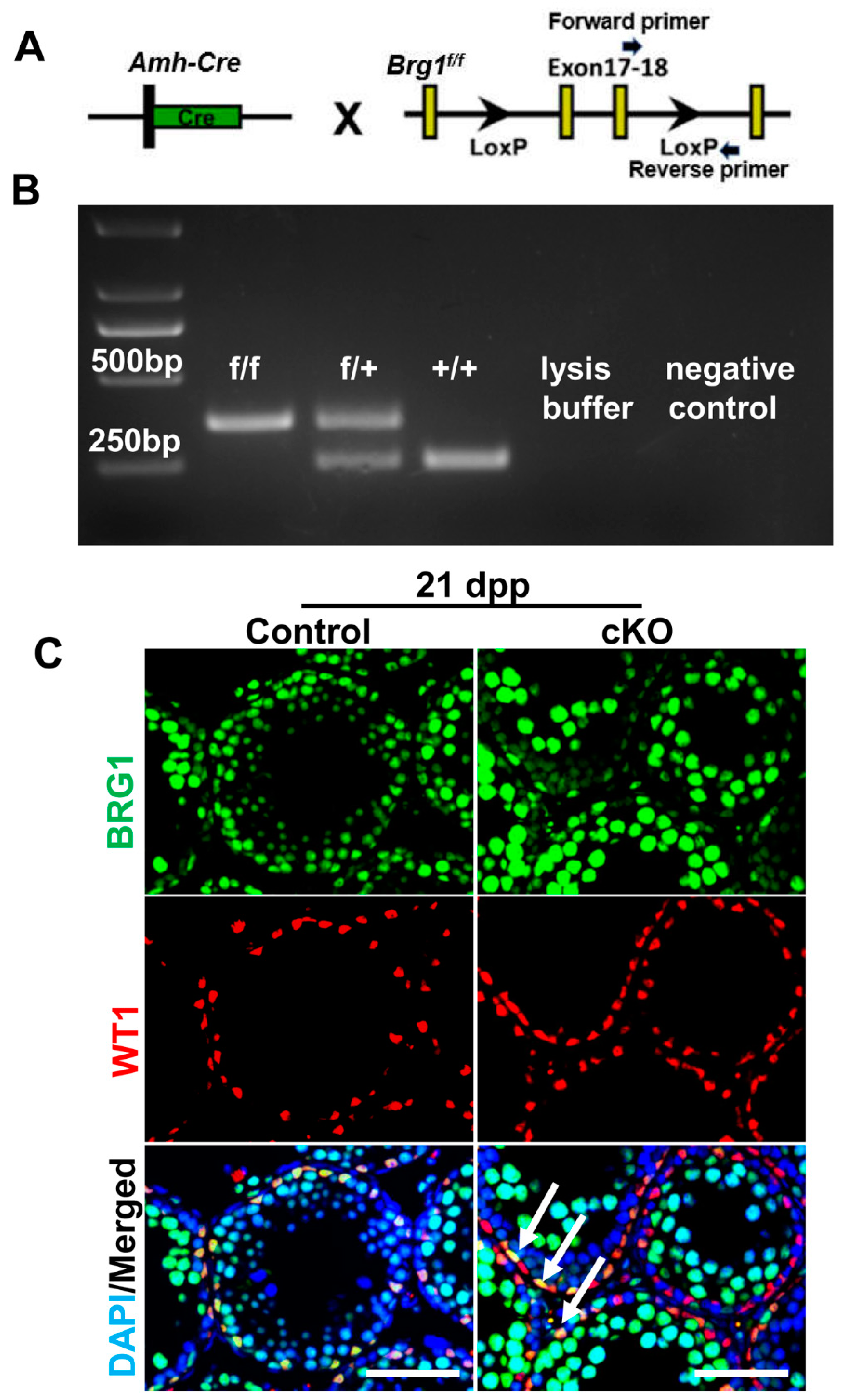 Ijms 21 04358 g002 Ijms 21 04358 g002