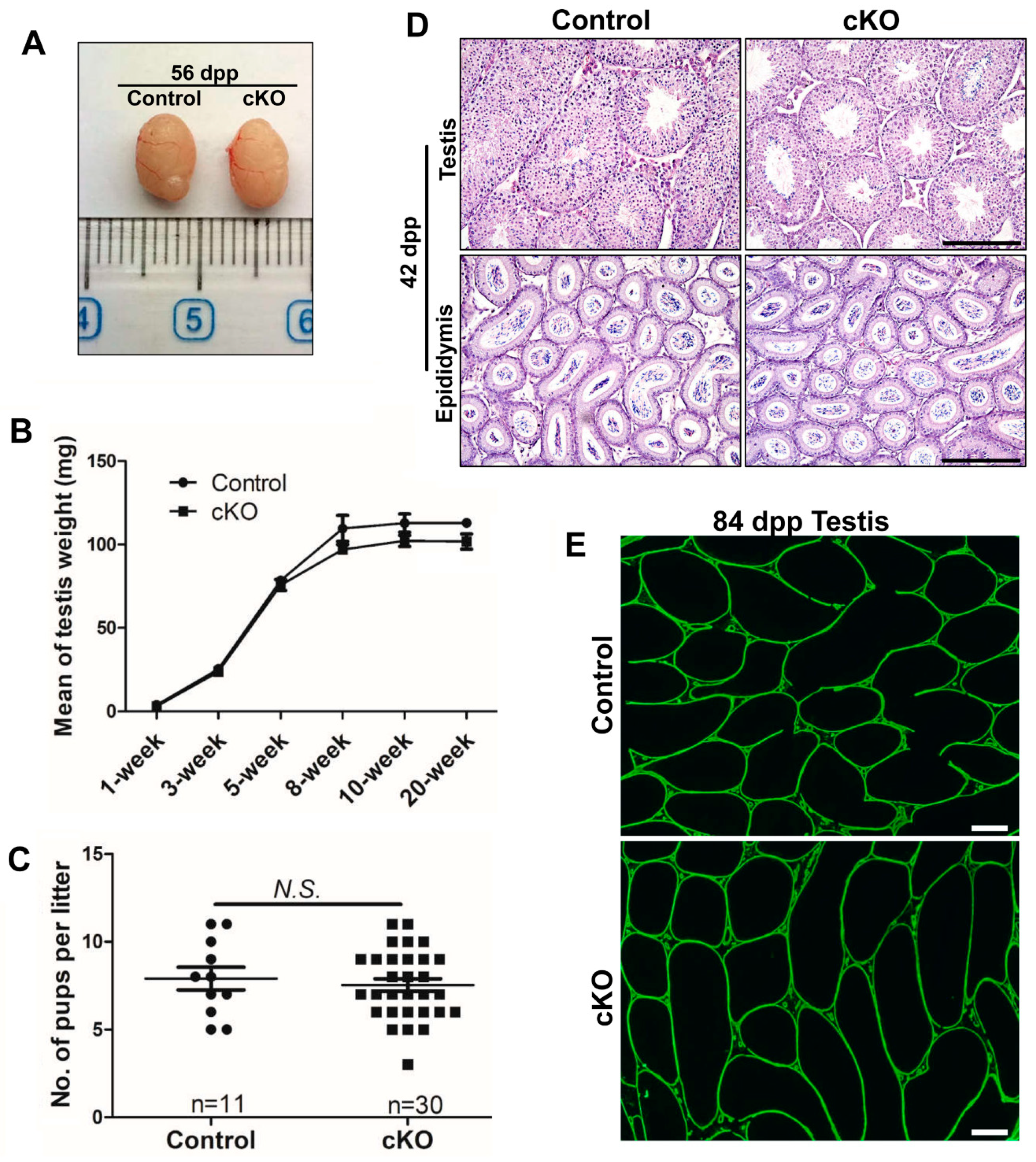 Ijms 21 04358 g003 Ijms 21 04358 g003