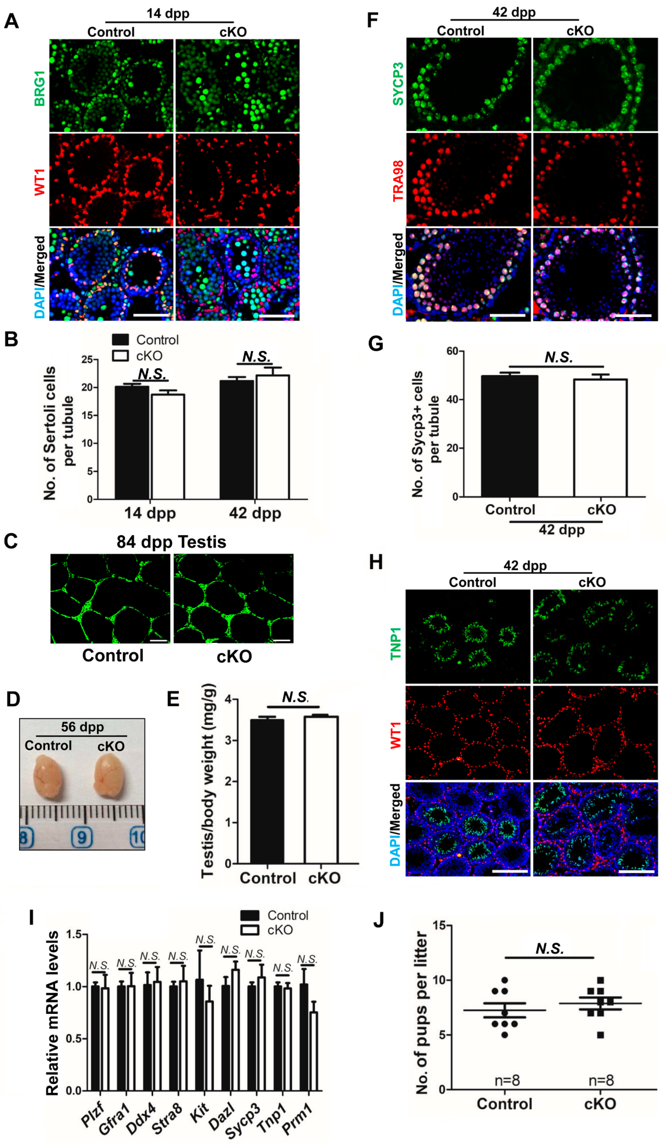 Ijms 21 04358 g004 Ijms 21 04358 g004