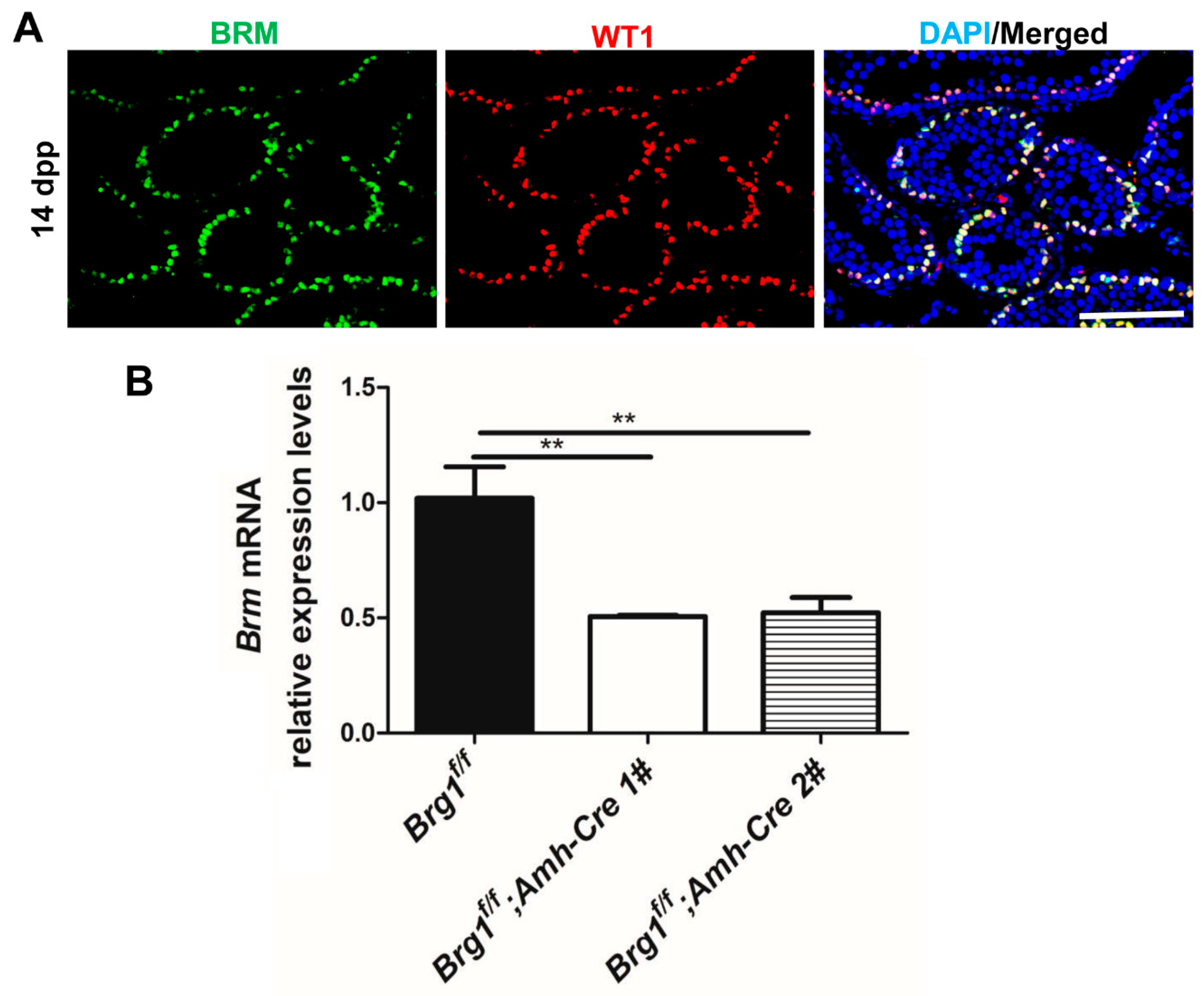 Ijms 21 04358 g005 Ijms 21 04358 g005