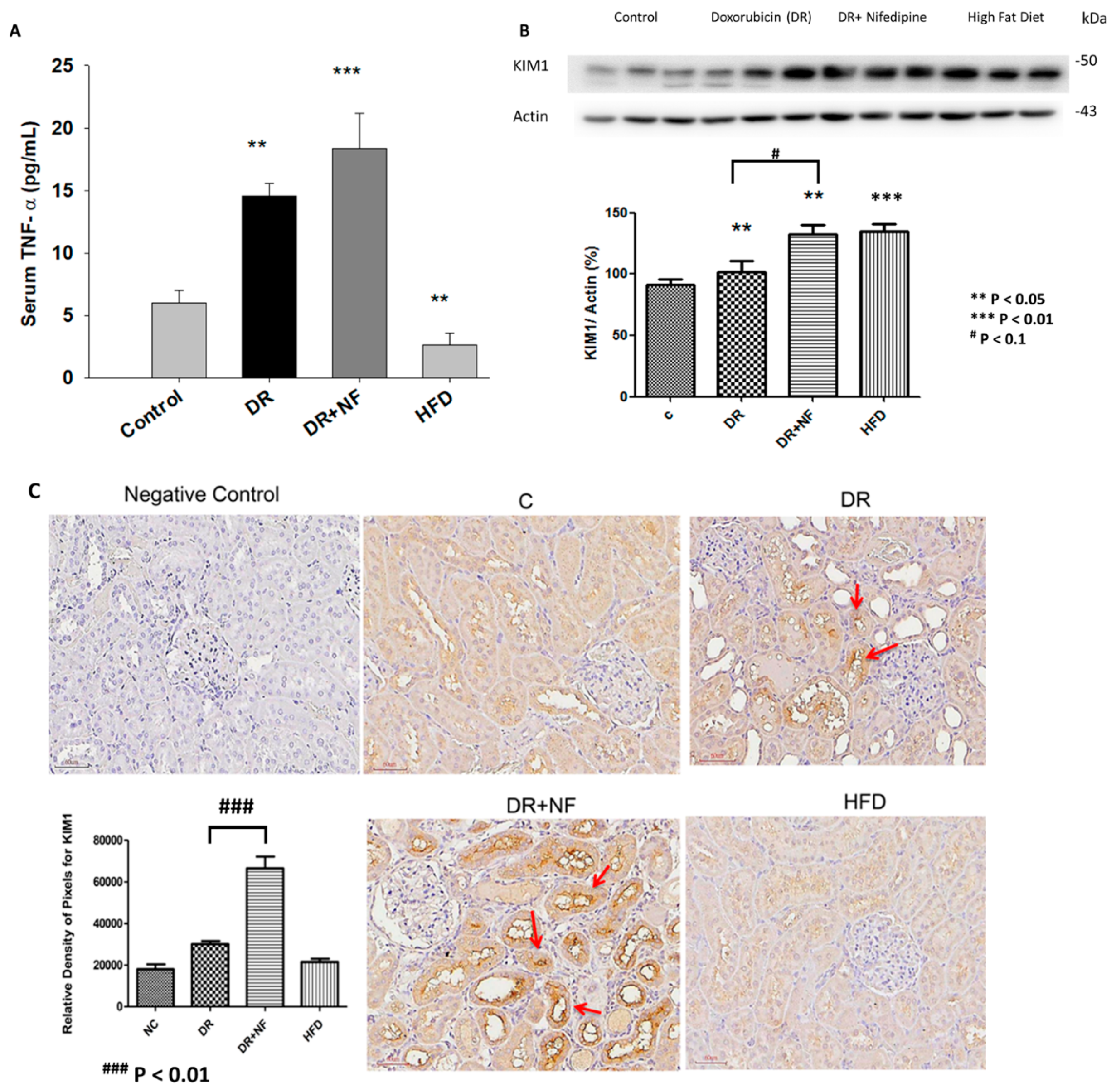 Ijms 21 04359 g002 Ijms 21 04359 g002