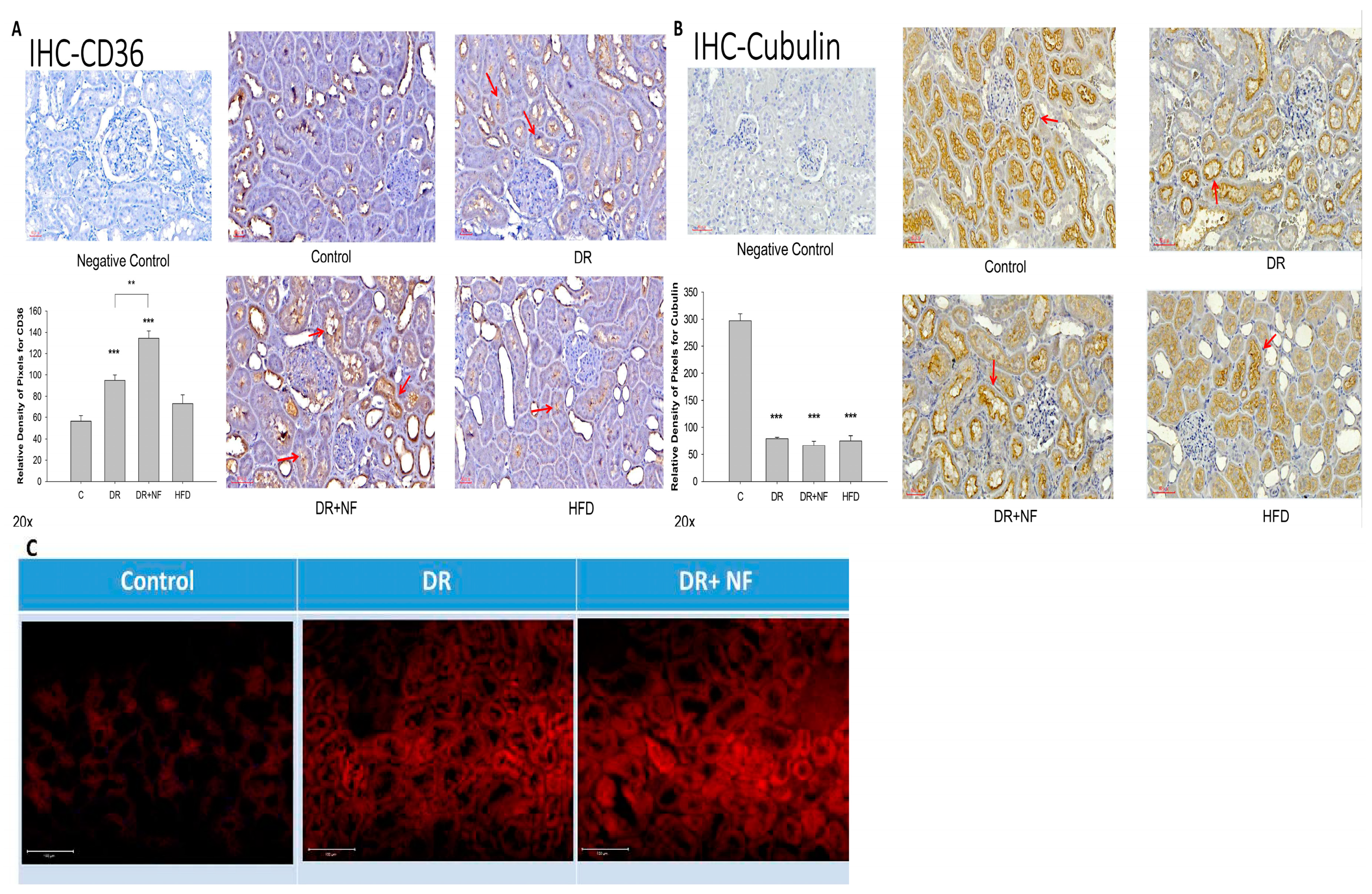 Ijms 21 04359 g004 Ijms 21 04359 g004