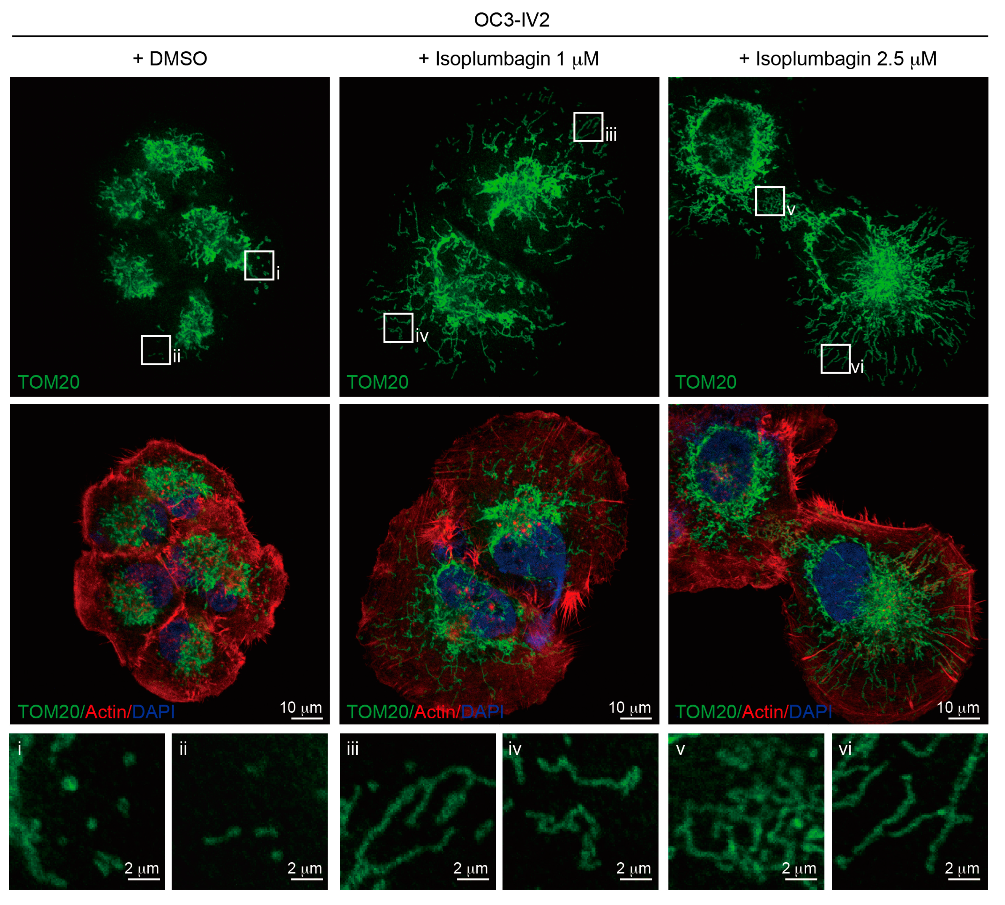 Ijms 21 04378 g006 Ijms 21 04378 g006