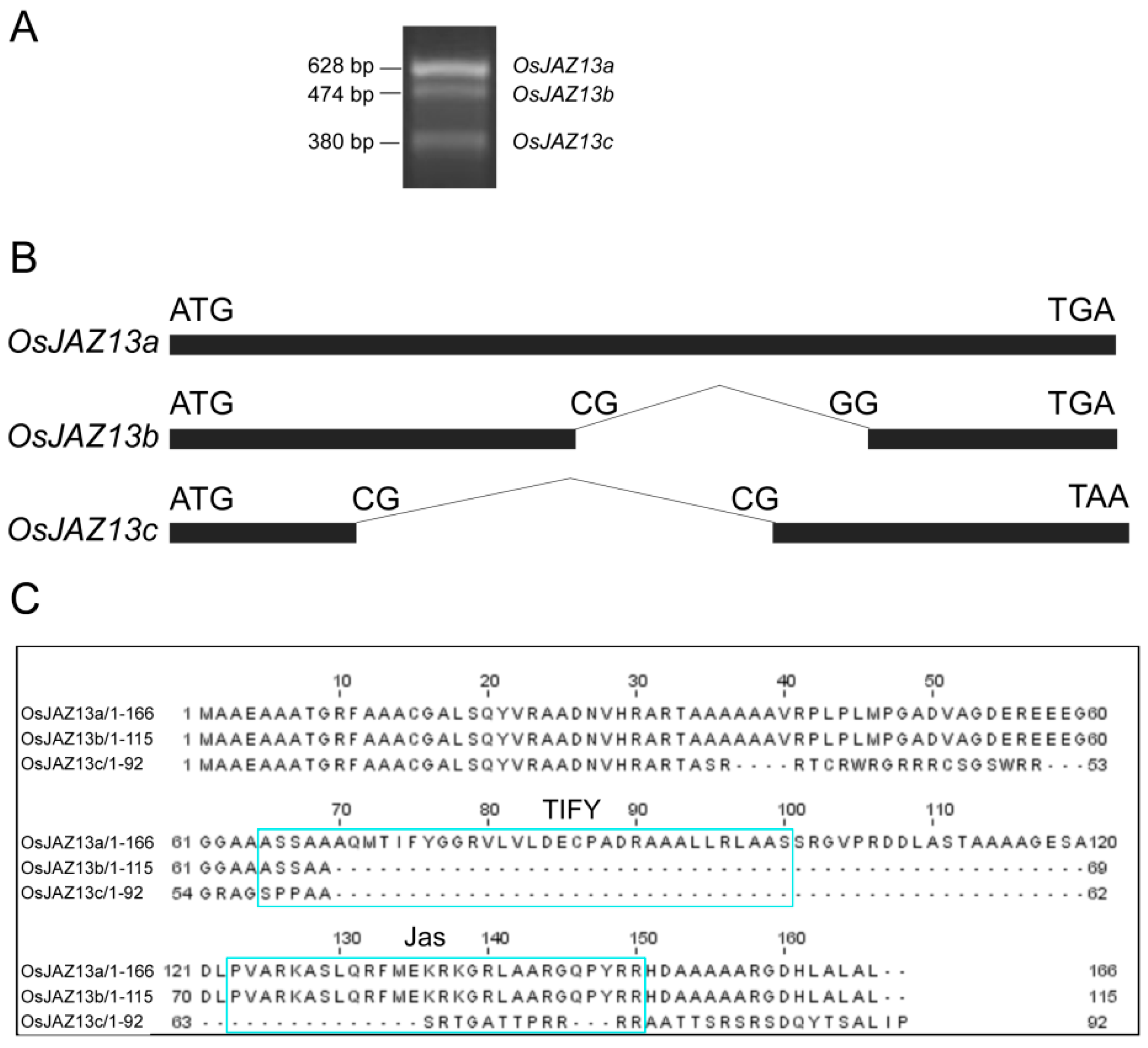 Ijms 21 04379 g001 Ijms 21 04379 g001