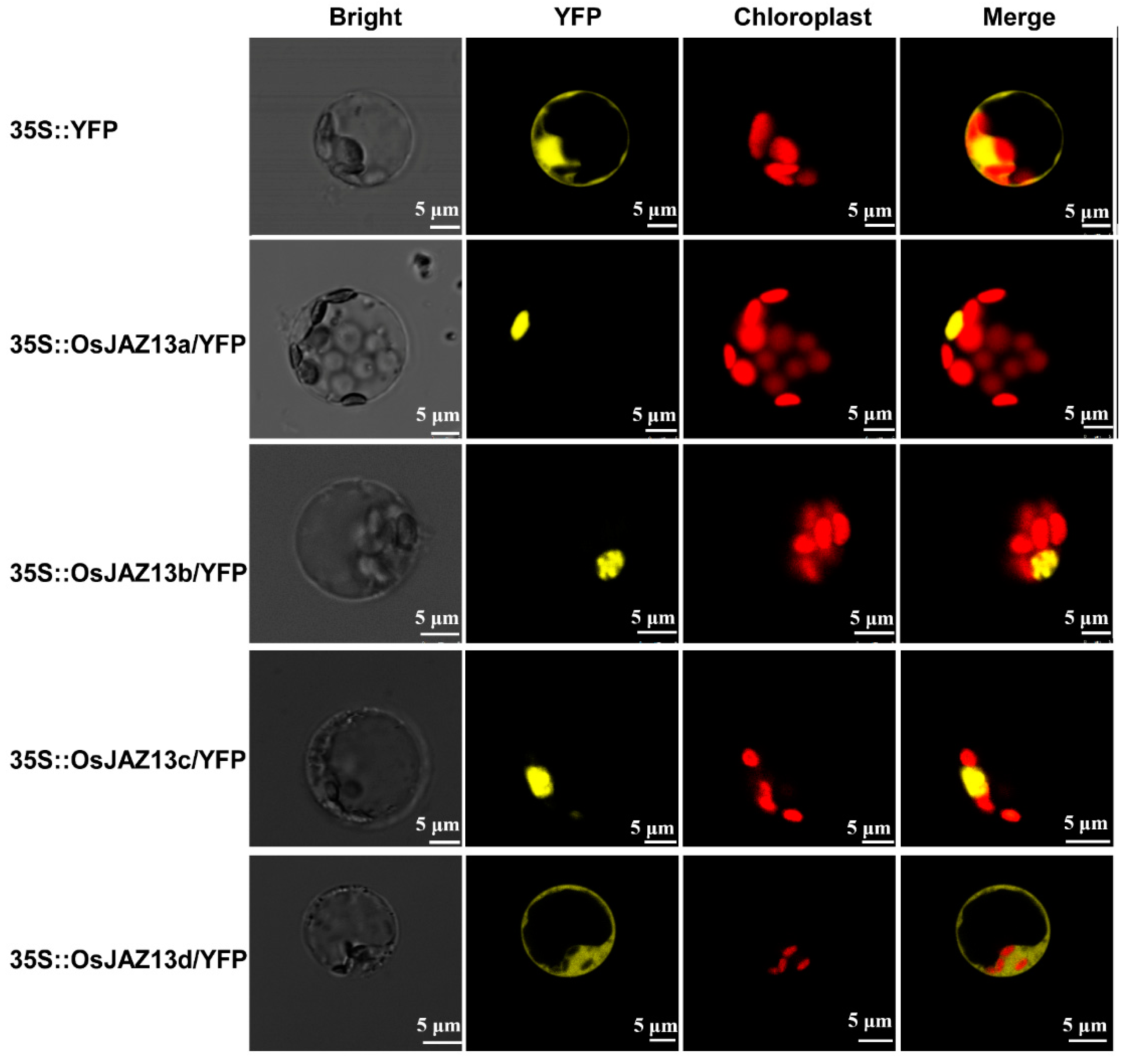 Ijms 21 04379 g003 Ijms 21 04379 g003