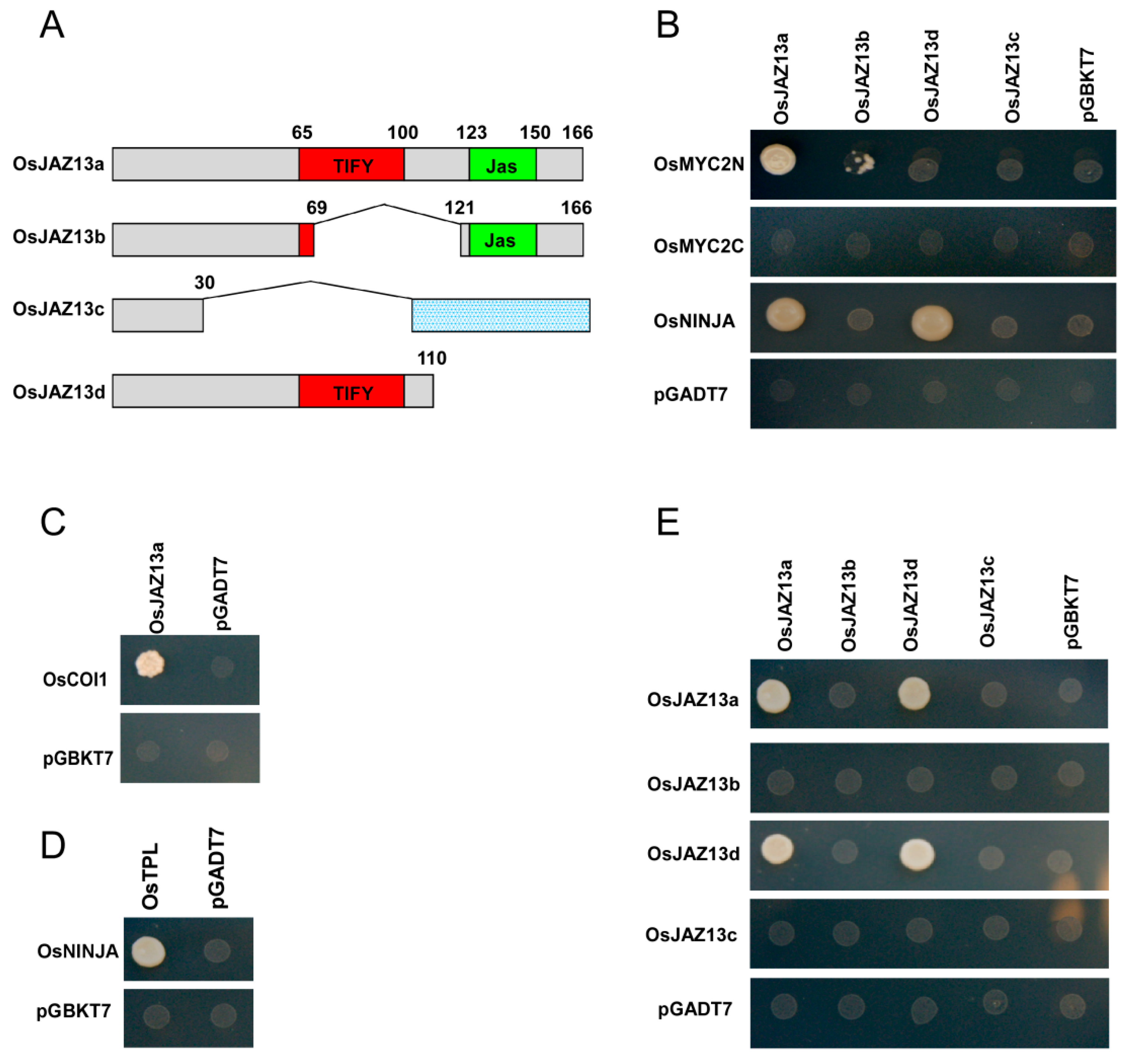 Ijms 21 04379 g004 Ijms 21 04379 g004