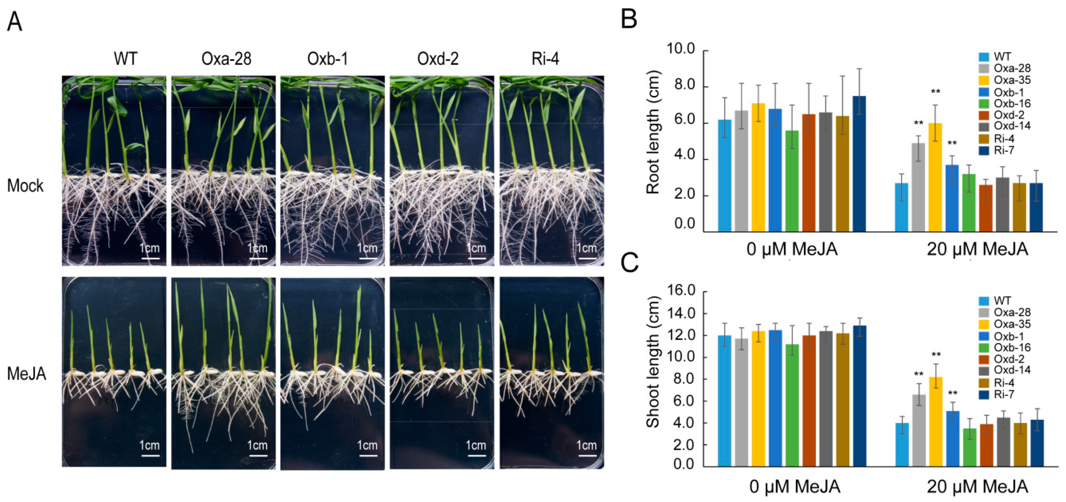Ijms 21 04379 g005 Ijms 21 04379 g005