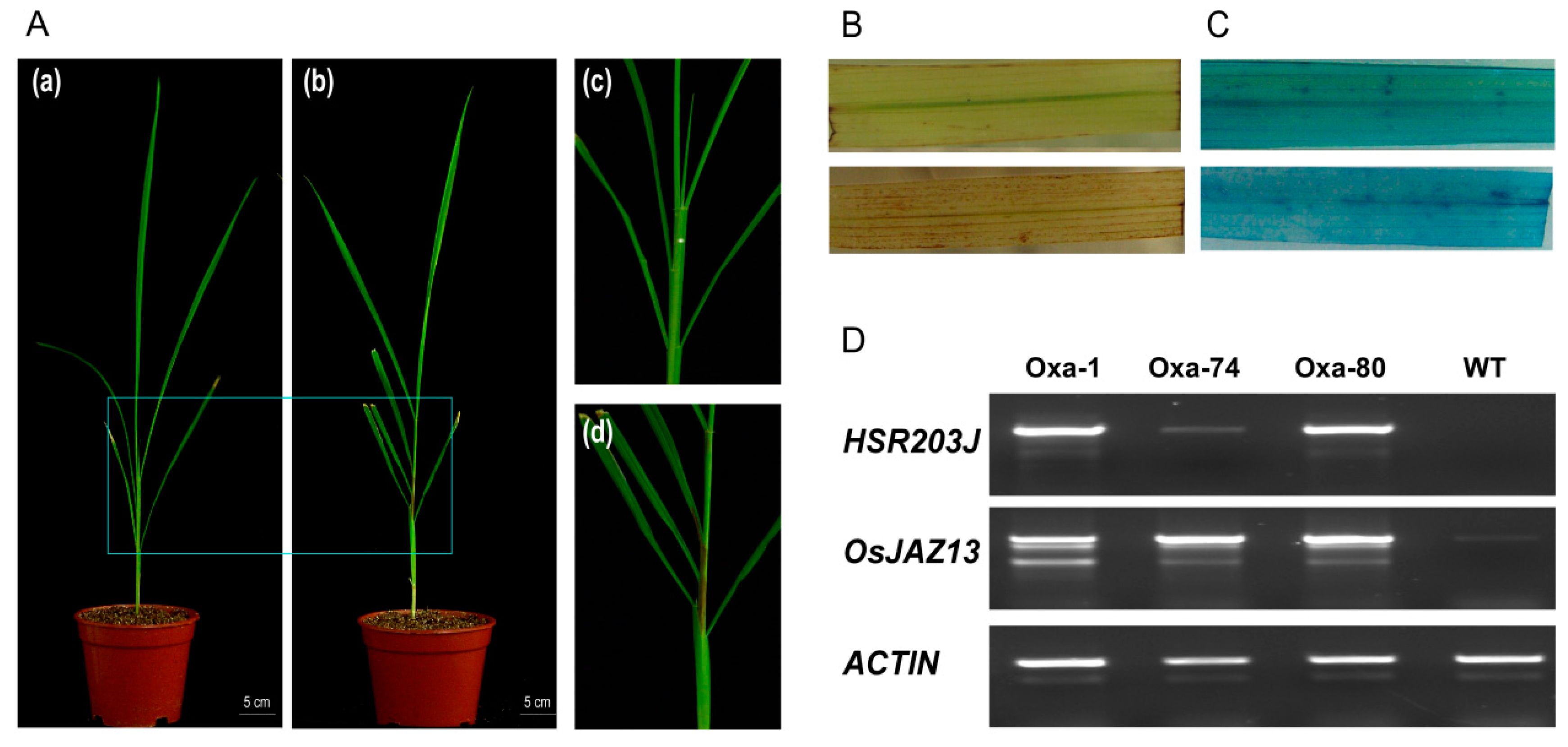 Ijms 21 04379 g008 Ijms 21 04379 g008