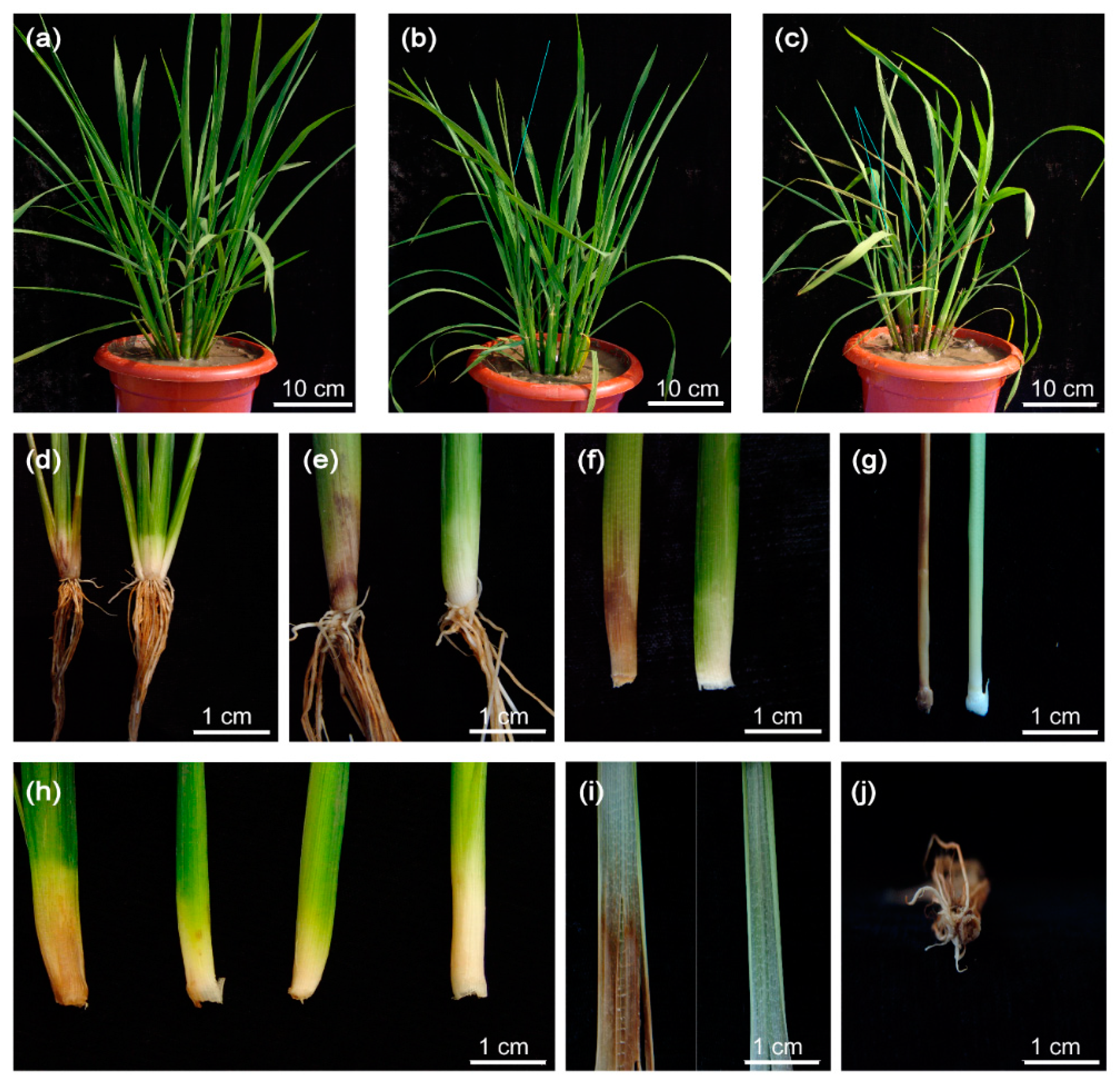 Ijms 21 04379 g010 Ijms 21 04379 g010