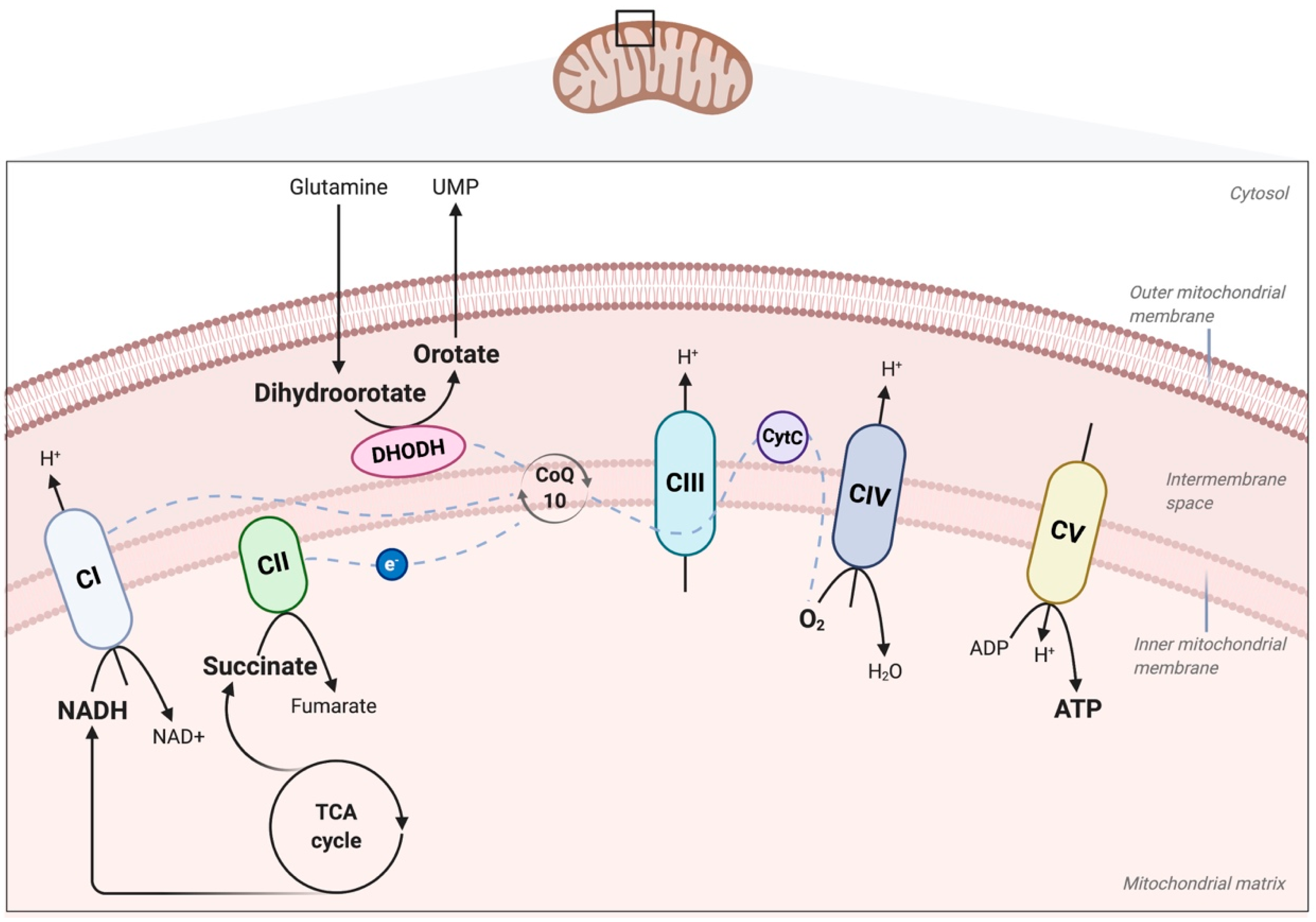 Ijms 21 04405 g001 Ijms 21 04405 g001