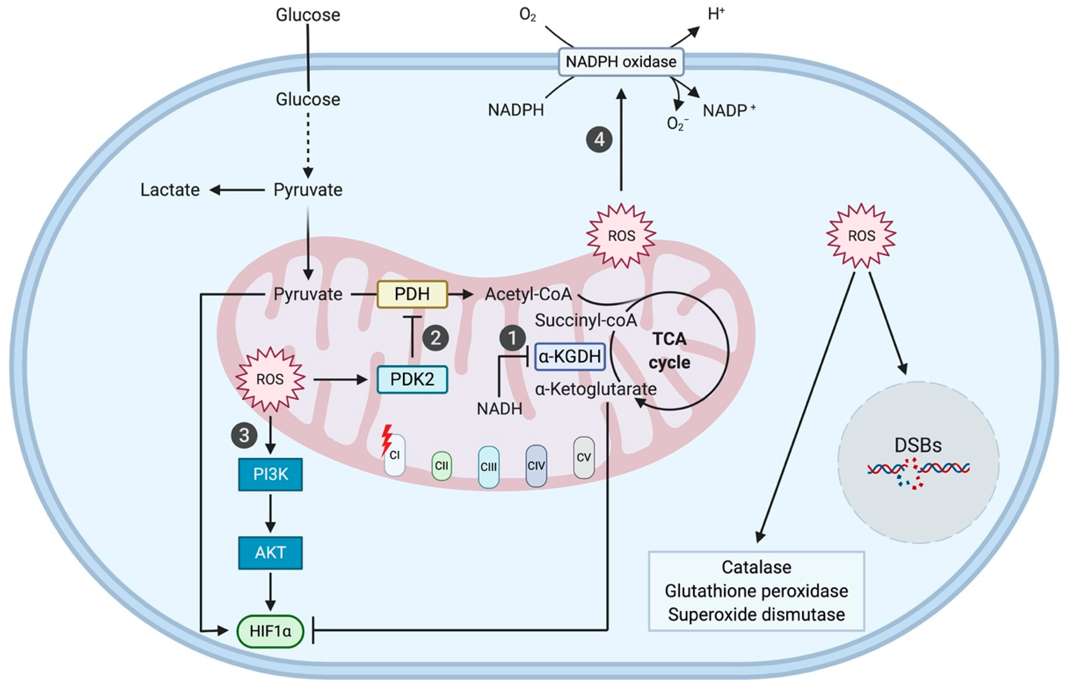 Ijms 21 04405 g002 Ijms 21 04405 g002
