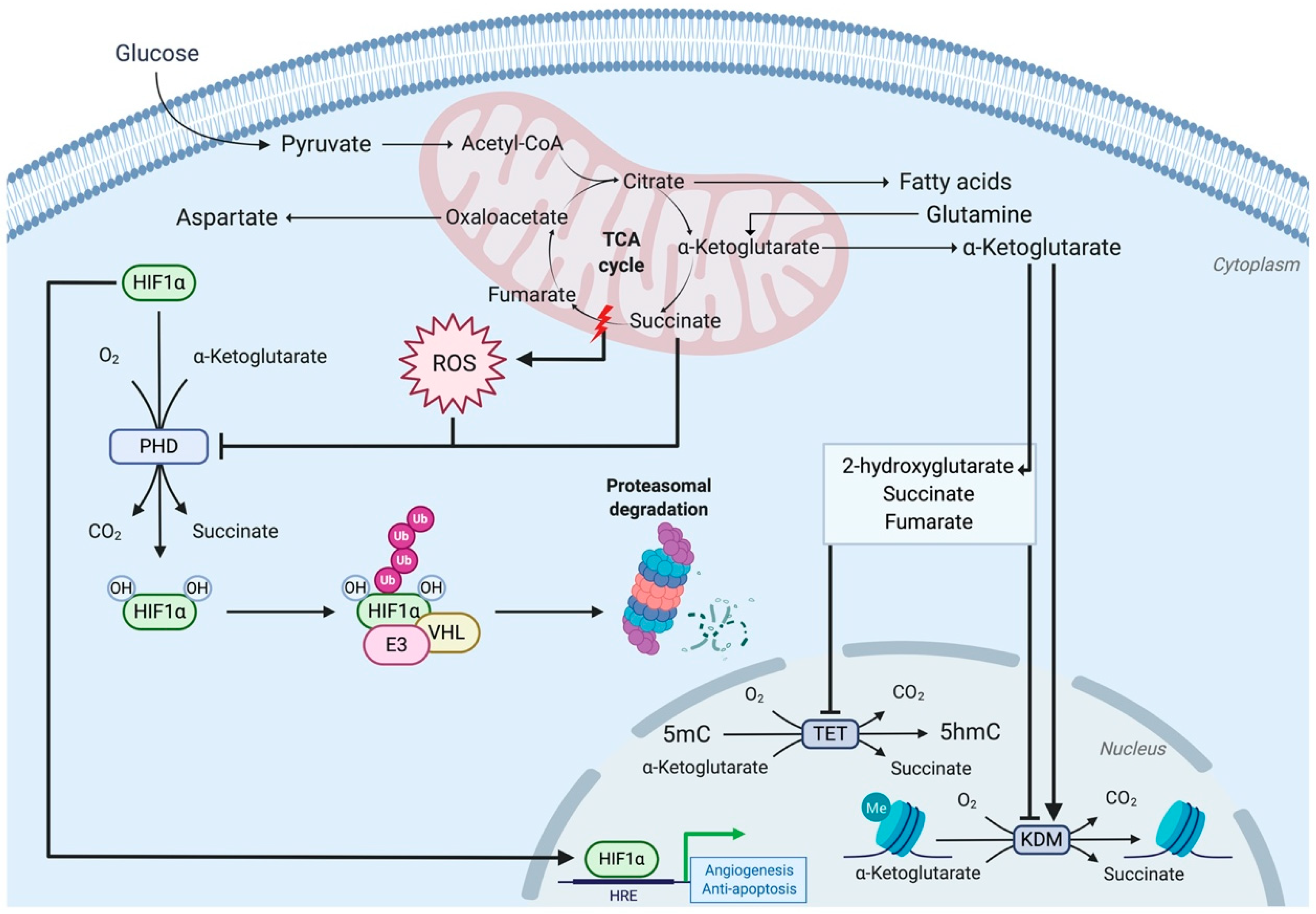 Ijms 21 04405 g003 Ijms 21 04405 g003