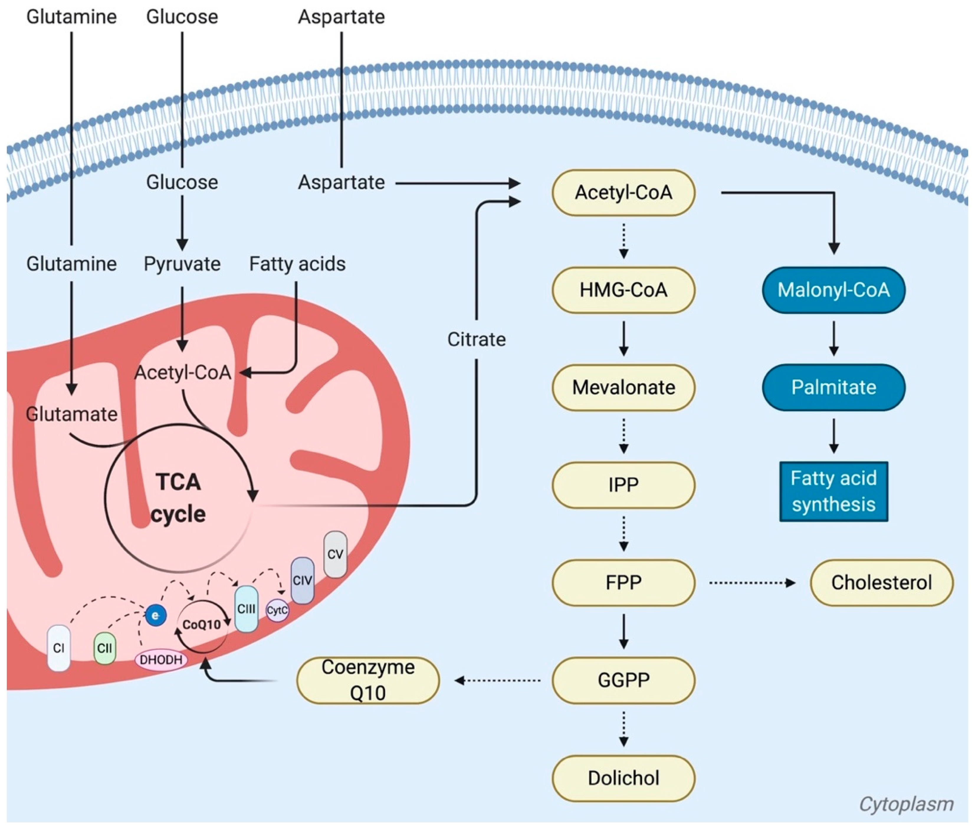 Ijms 21 04405 g004 Ijms 21 04405 g004