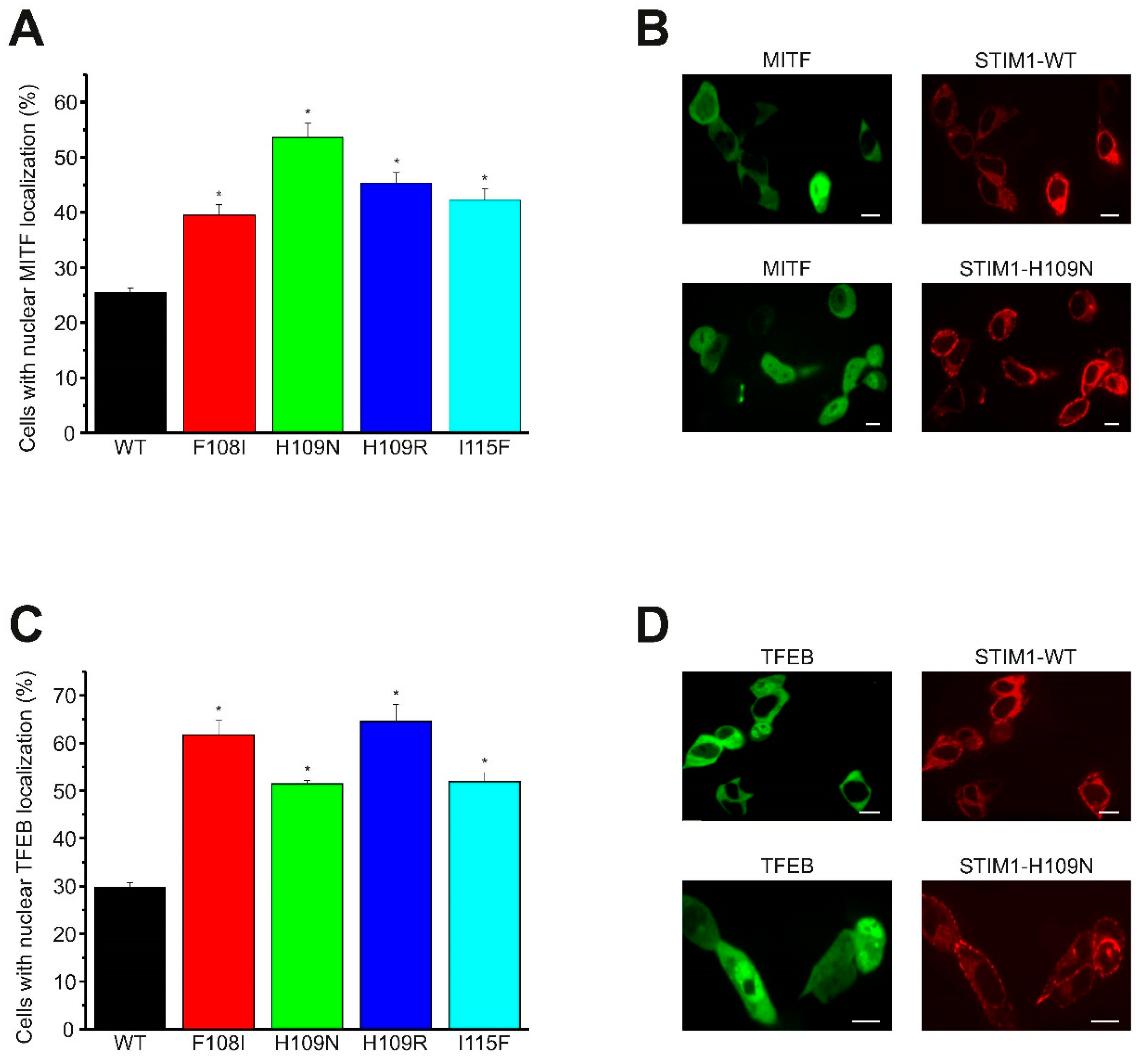 Ijms 21 04410 g004 Ijms 21 04410 g004