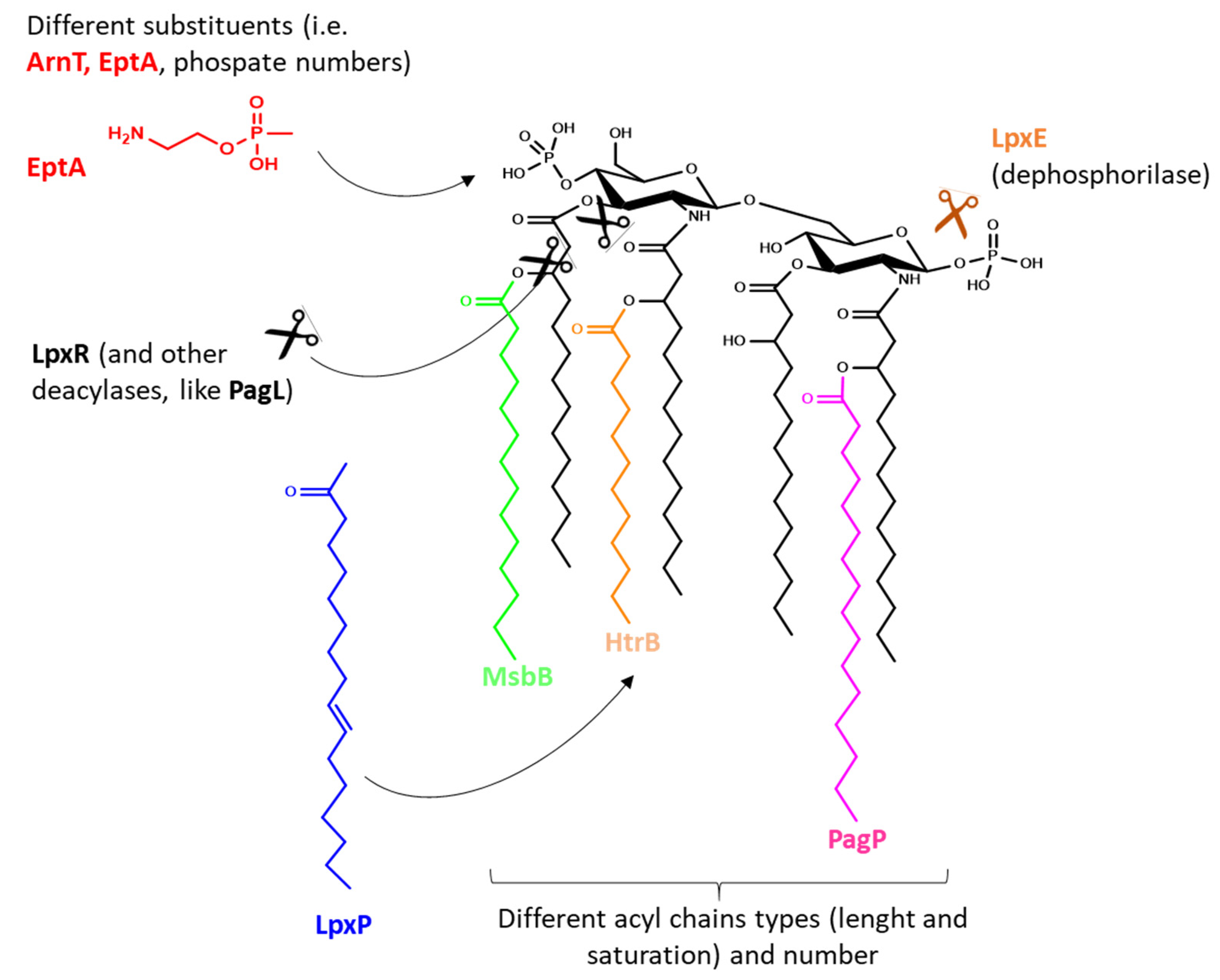 Ijms 21 04416 g002 Ijms 21 04416 g002