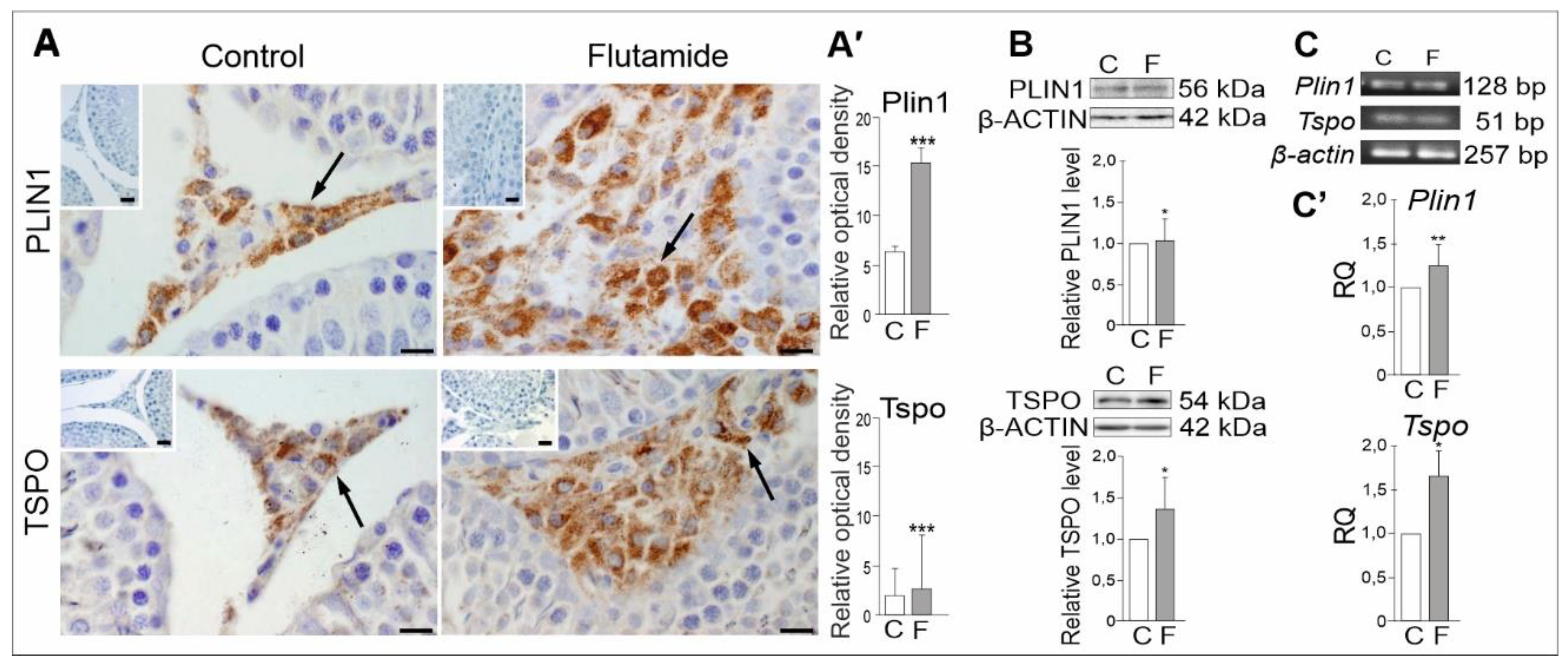 Ijms 21 04439 g004 Ijms 21 04439 g004