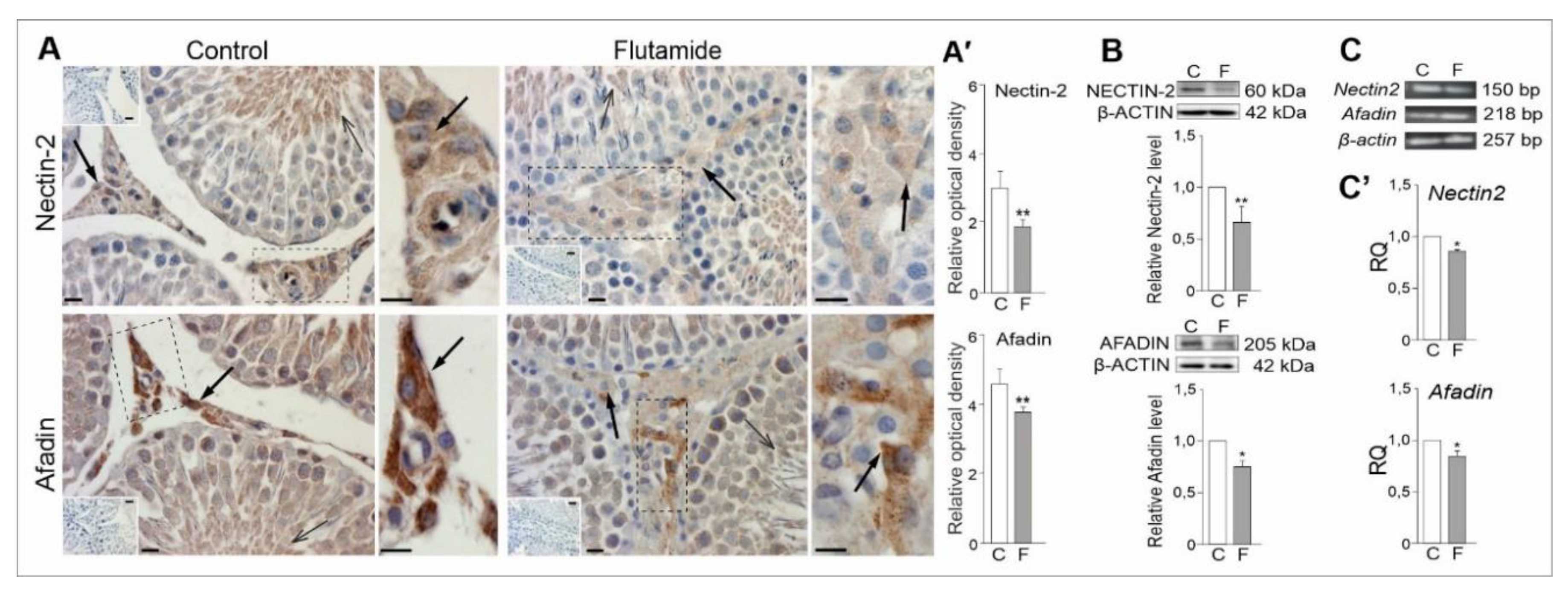 Ijms 21 04439 g005 Ijms 21 04439 g005