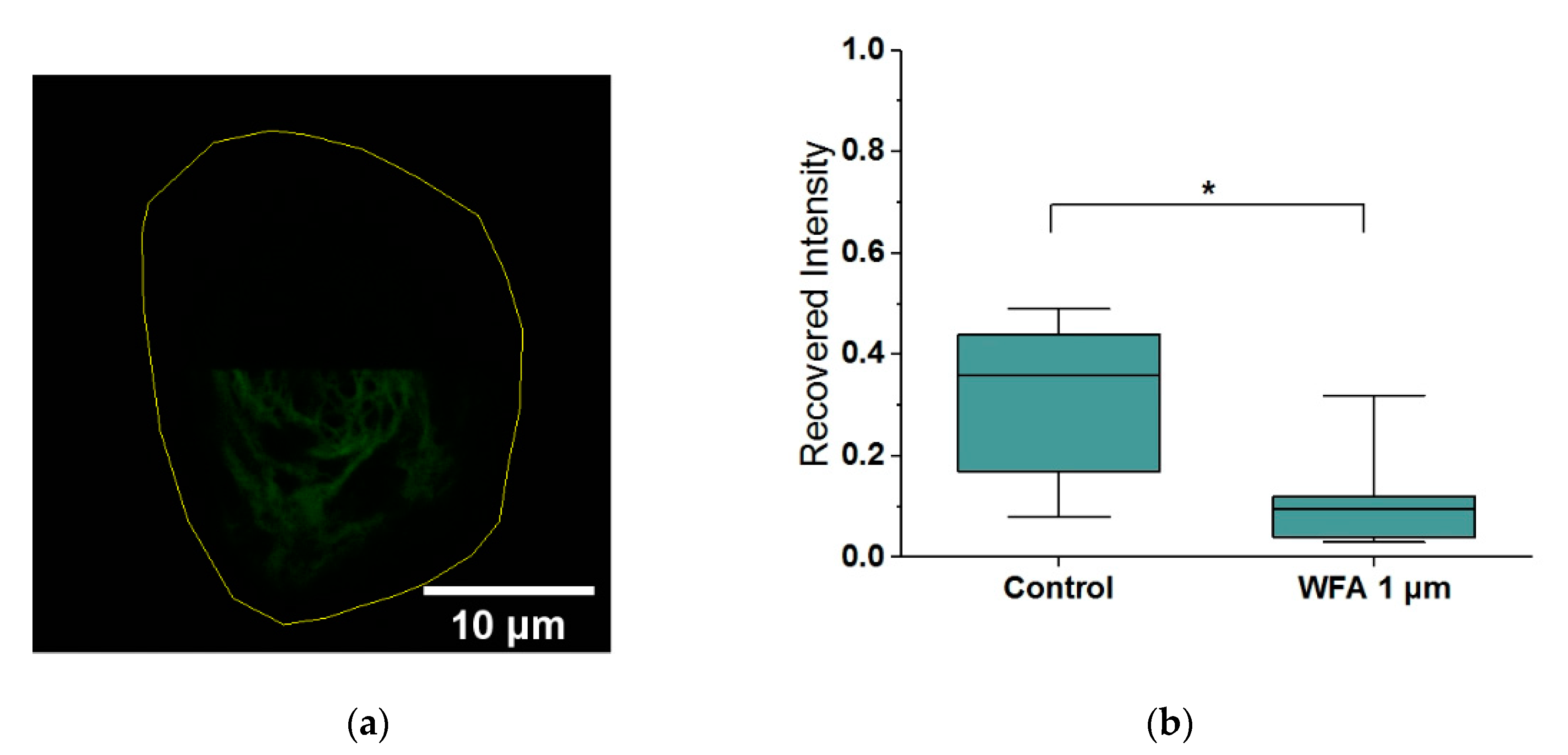 Ijms 21 04450 g002 Ijms 21 04450 g002