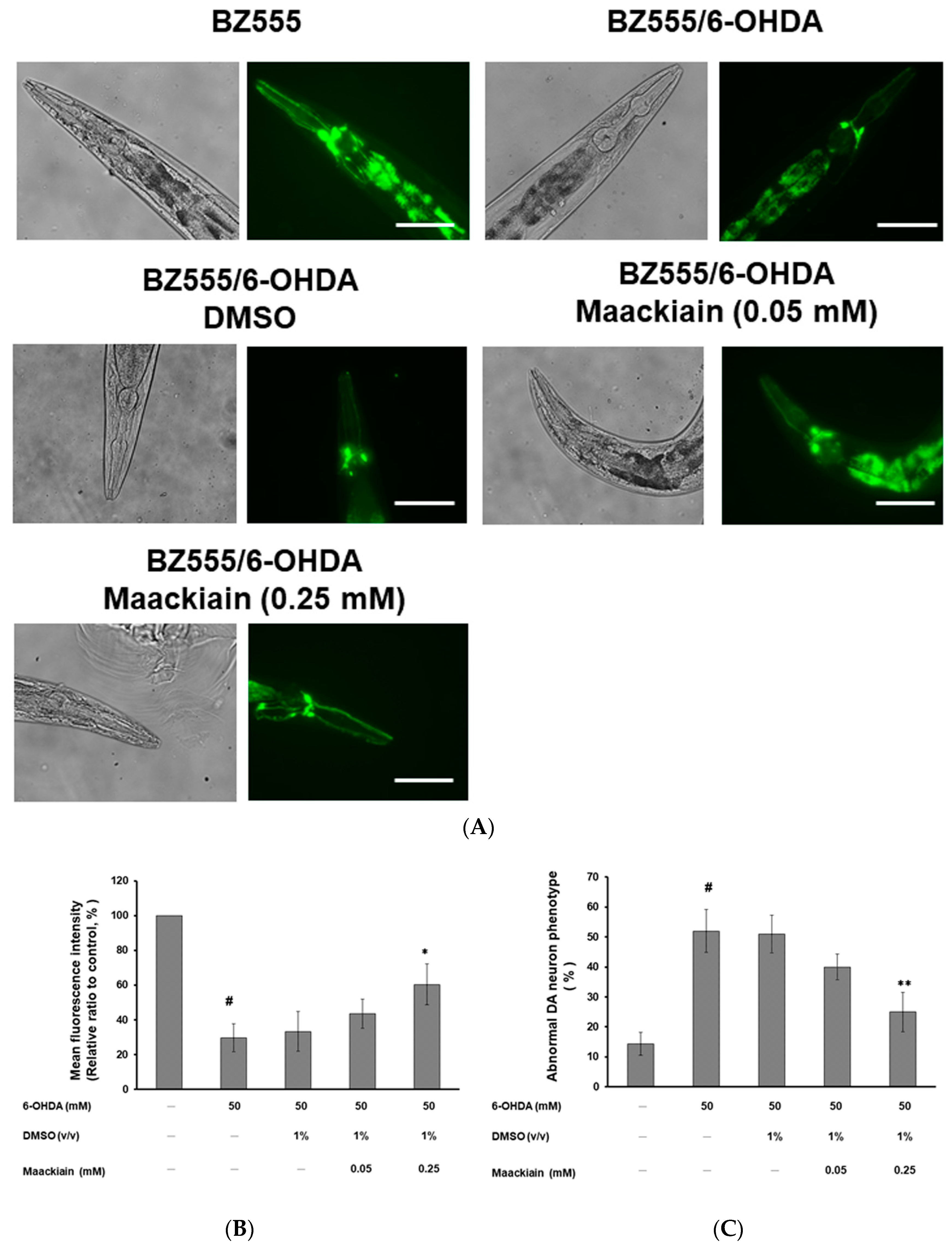 Ijms 21 04455 g003a Ijms 21 04455 g003a