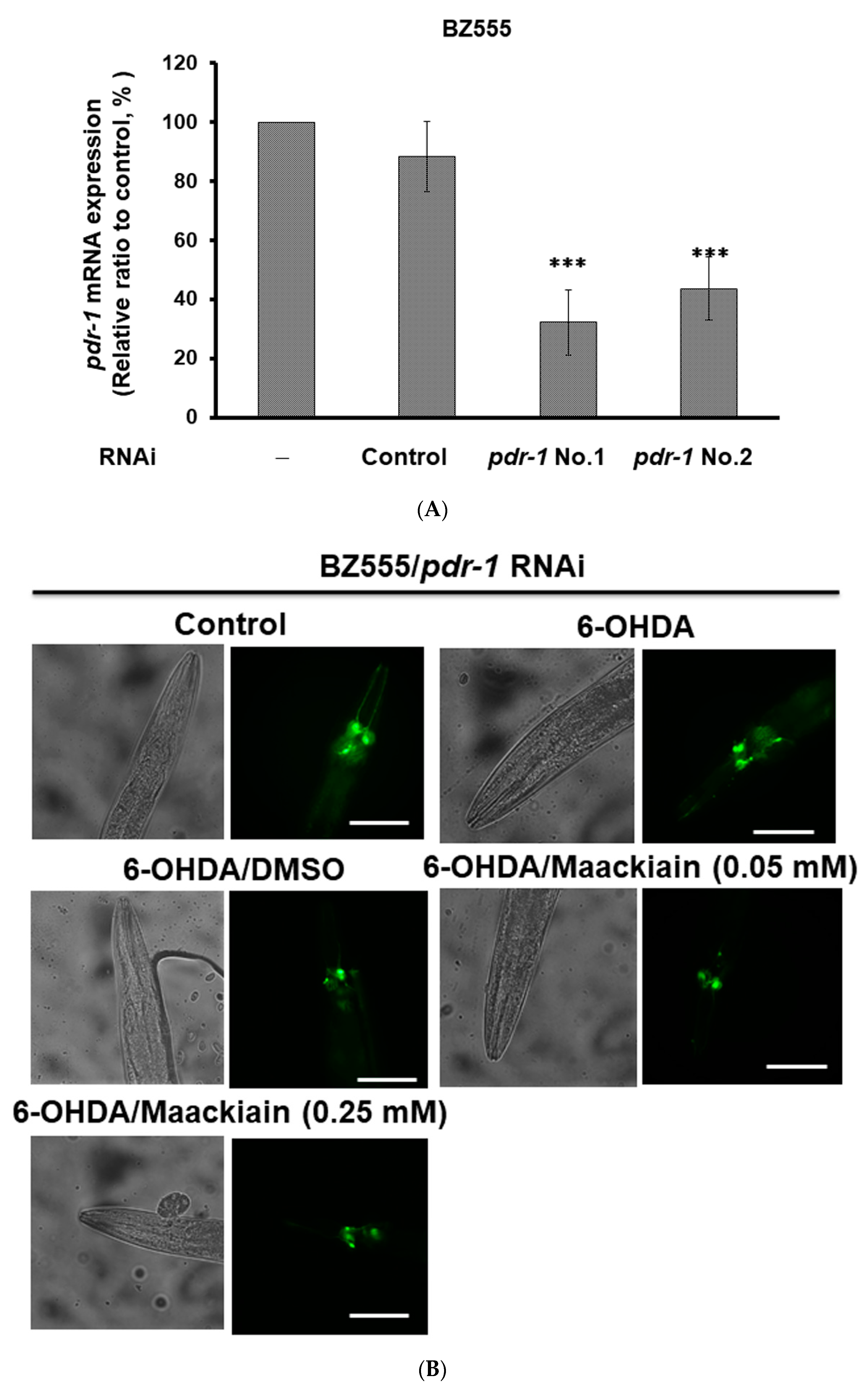 Ijms 21 04455 g007a Ijms 21 04455 g007a