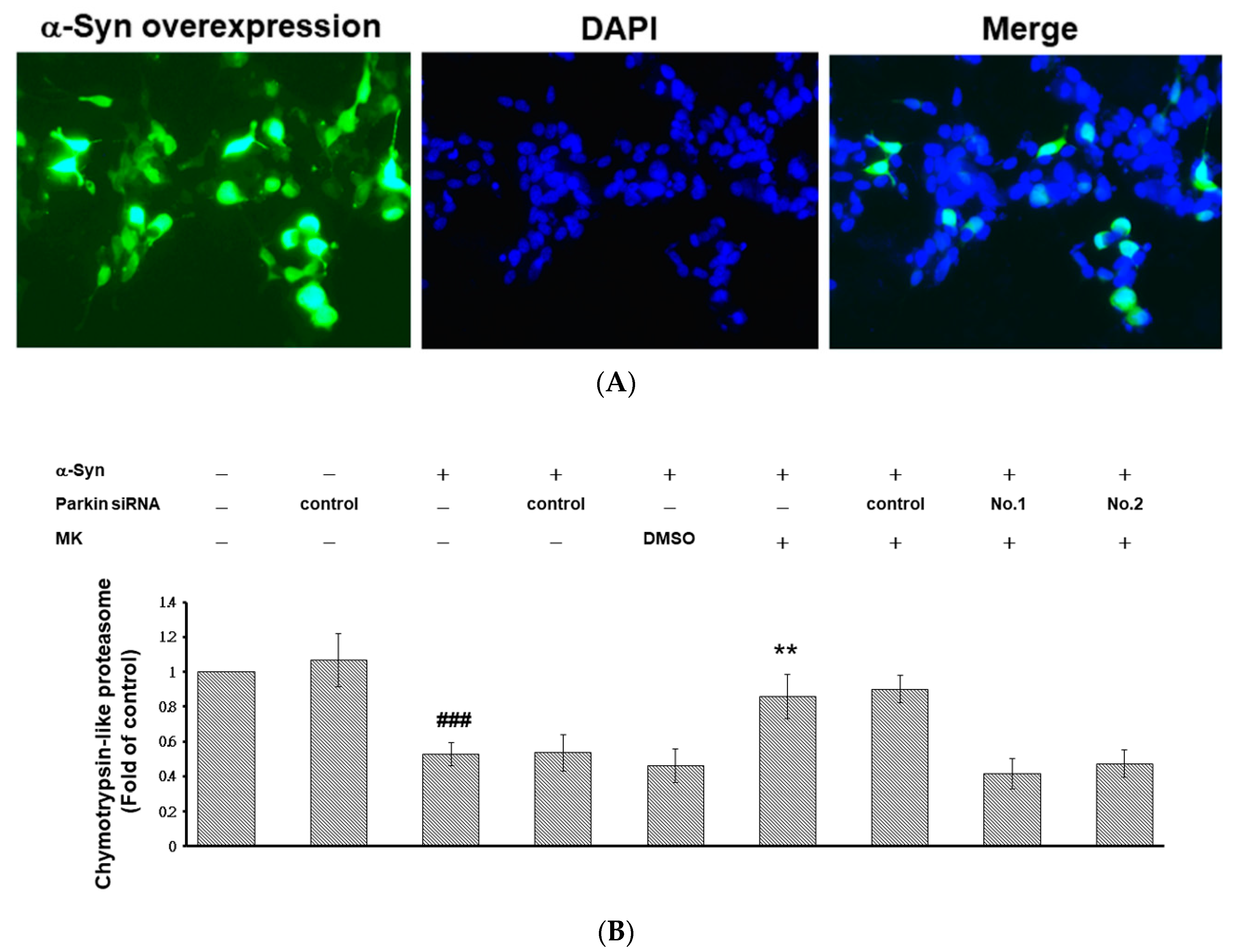 Ijms 21 04455 g010a Ijms 21 04455 g010a