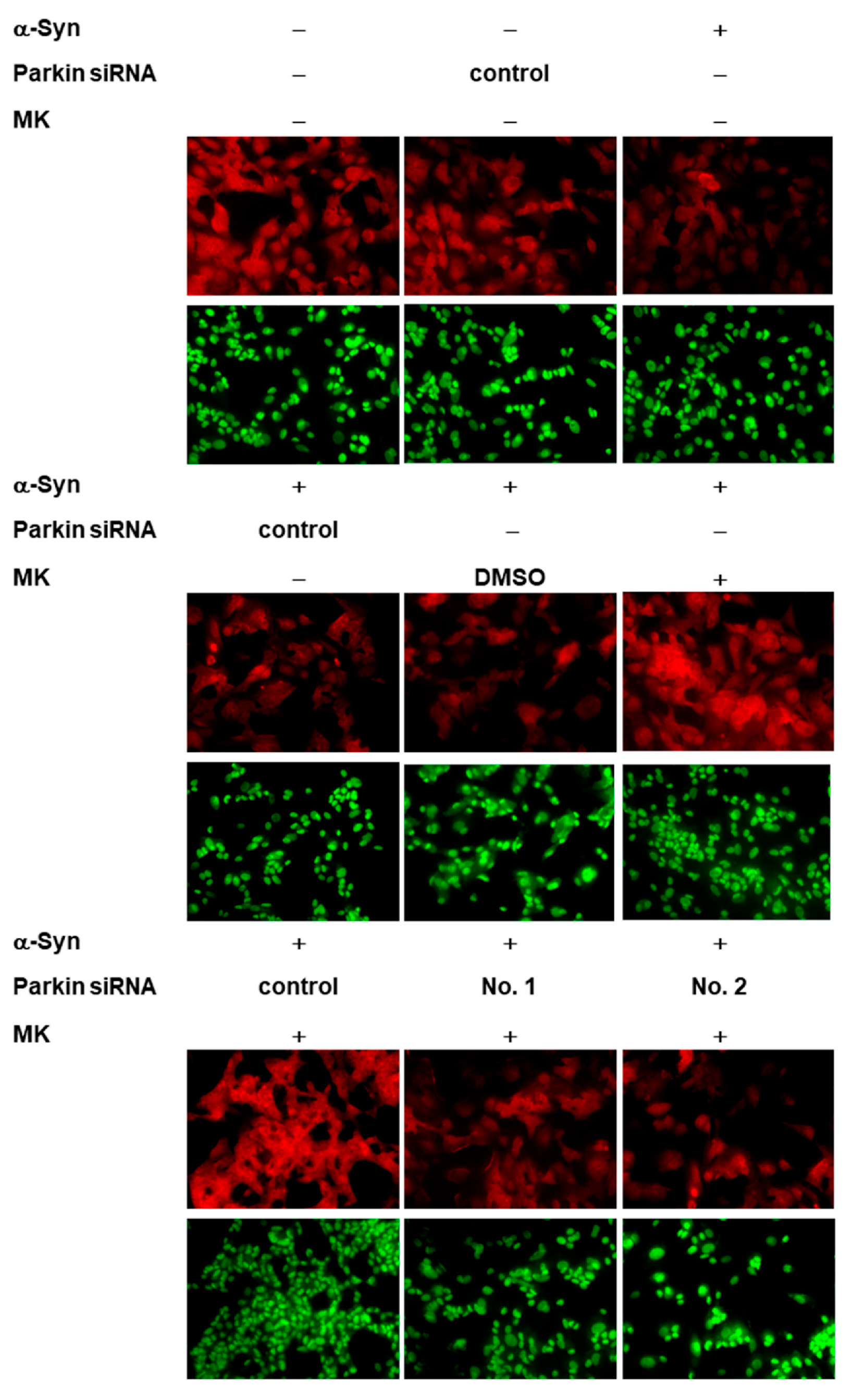 Ijms 21 04455 g010b Ijms 21 04455 g010b