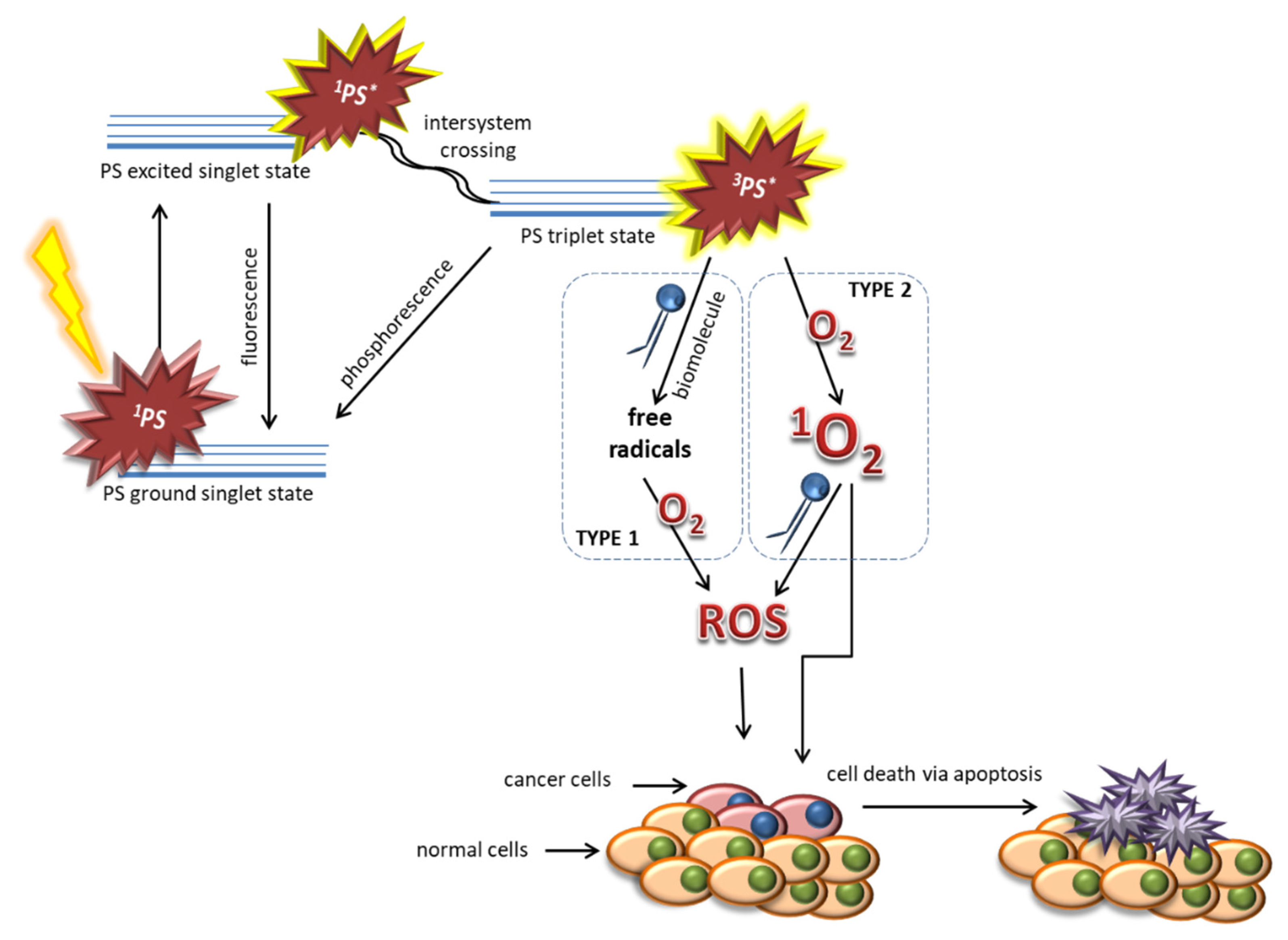 Ijms 21 04456 g001 Ijms 21 04456 g001