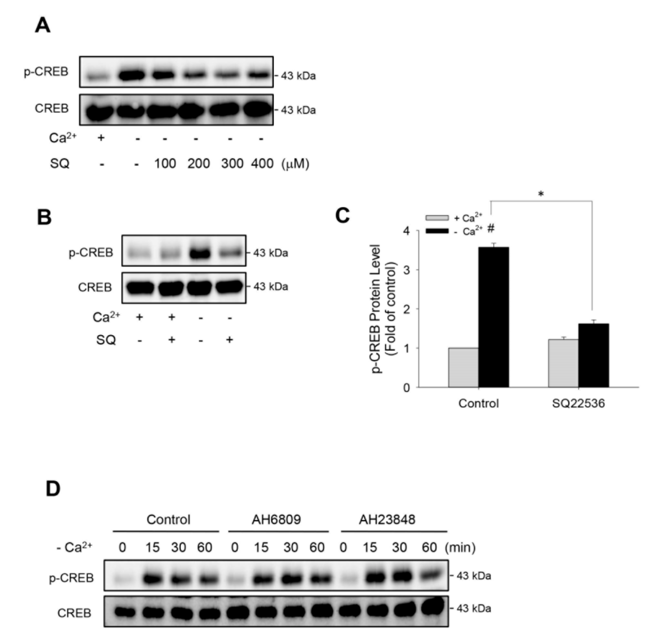 Ijms 21 04462 g003 Ijms 21 04462 g003
