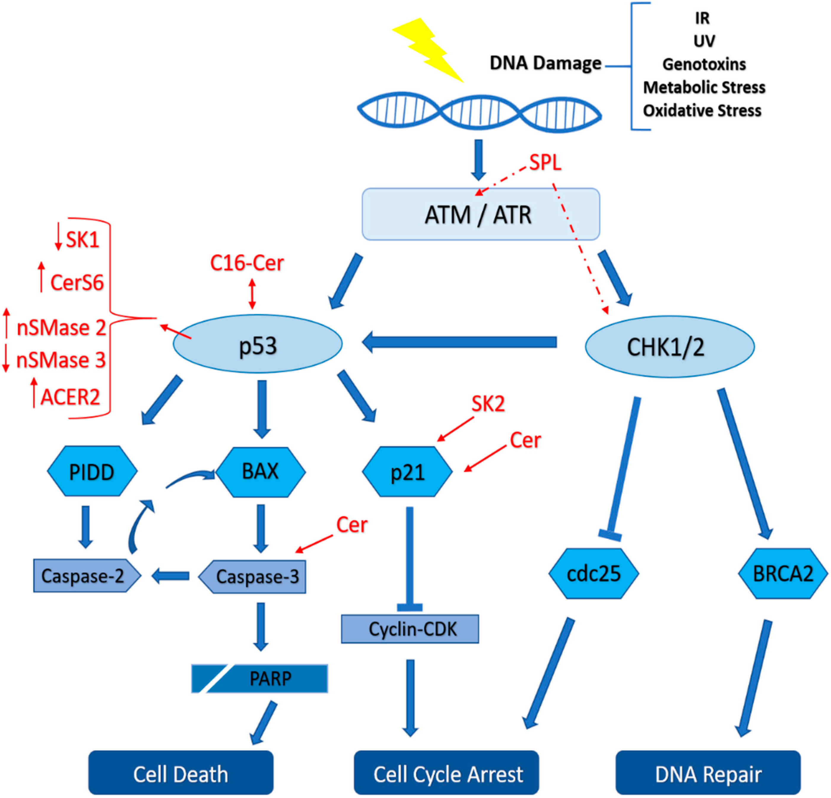 Ijms 21 04481 g002 Ijms 21 04481 g002