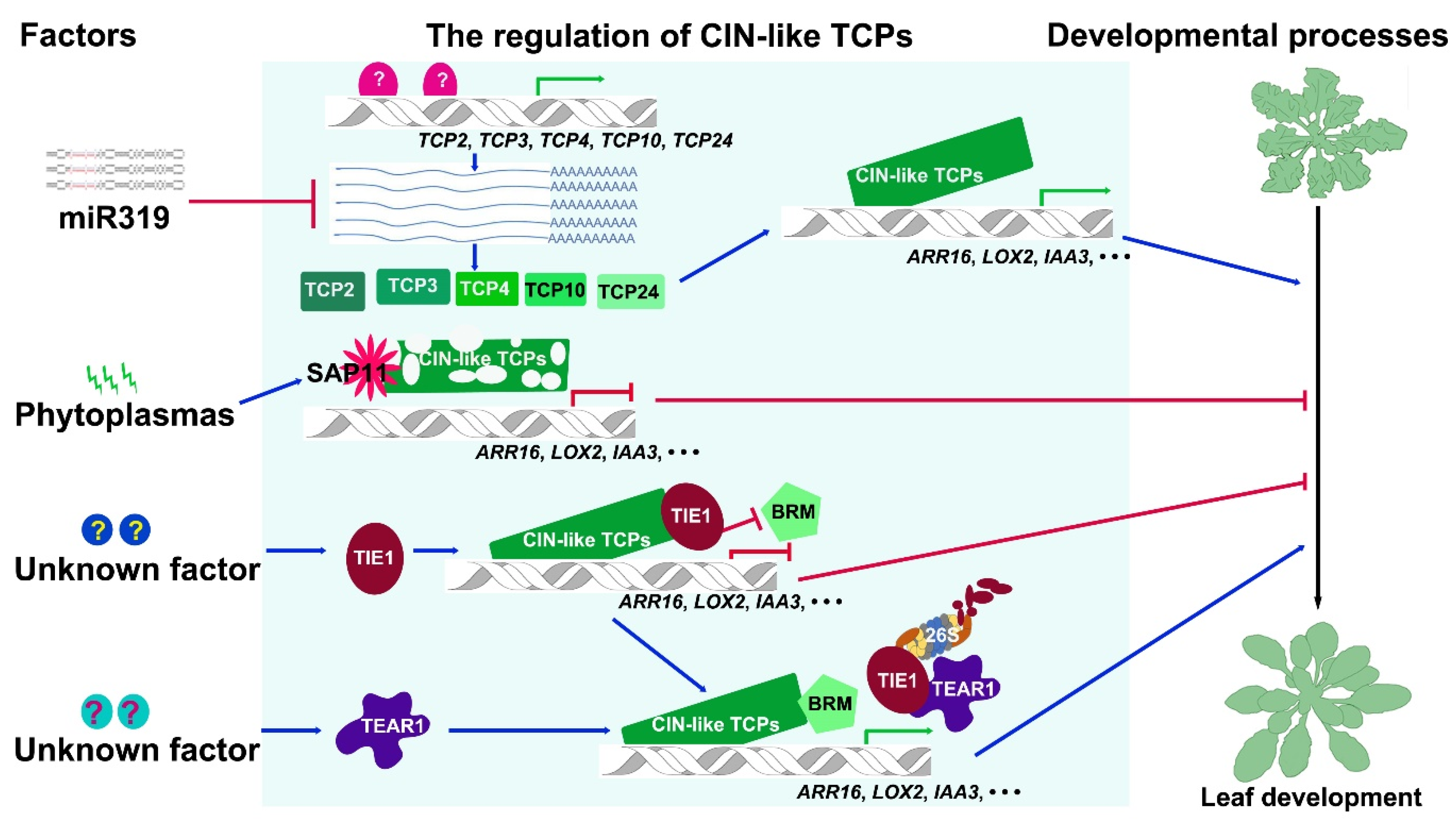 Ijms 21 04498 g003 Ijms 21 04498 g003
