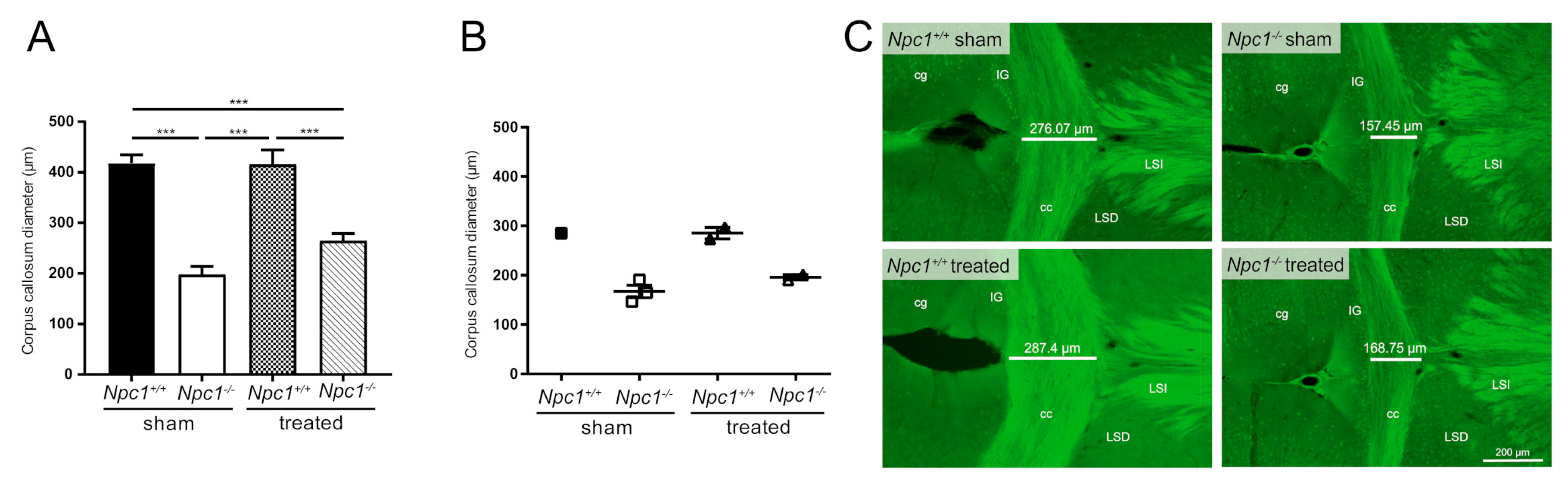 Ijms 21 04502 g005 Ijms 21 04502 g005