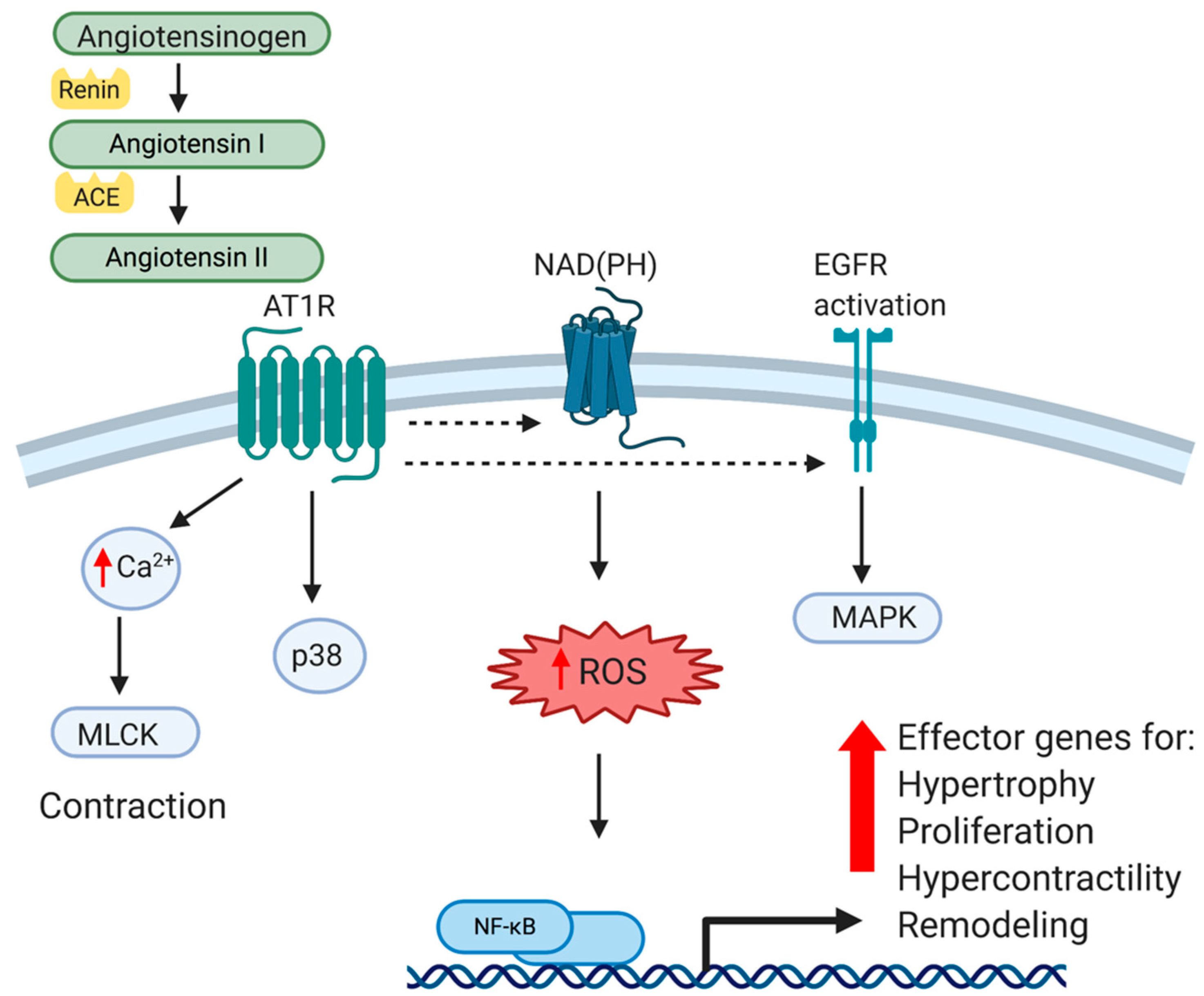 Ijms 21 04525 g001 Ijms 21 04525 g001