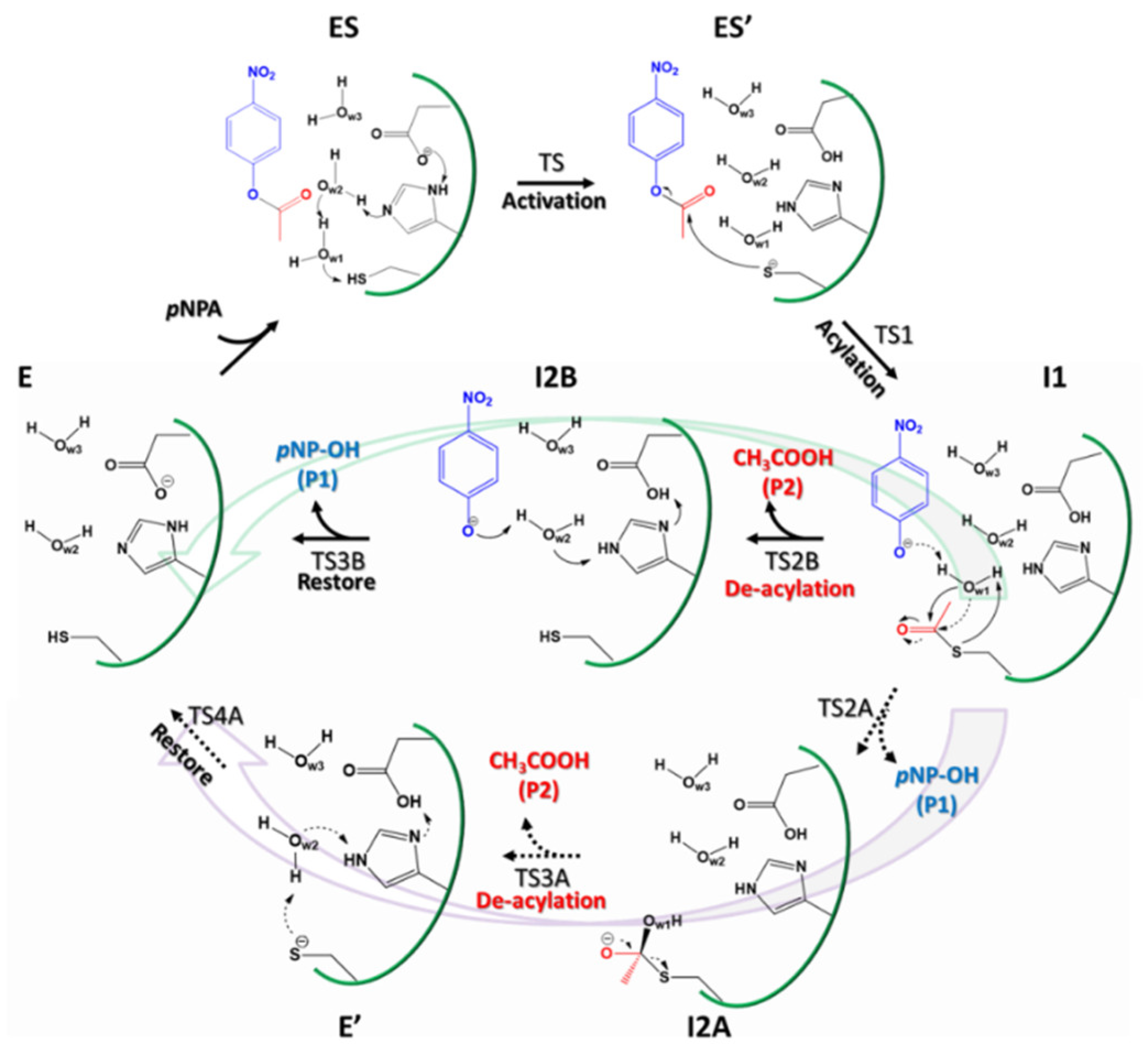 Ijms 21 04551 sch002 Ijms 21 04551 sch002