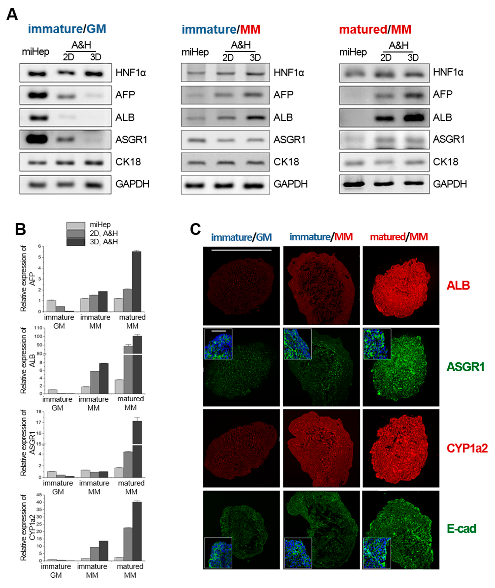 Ijms 21 04605 g003 Ijms 21 04605 g003