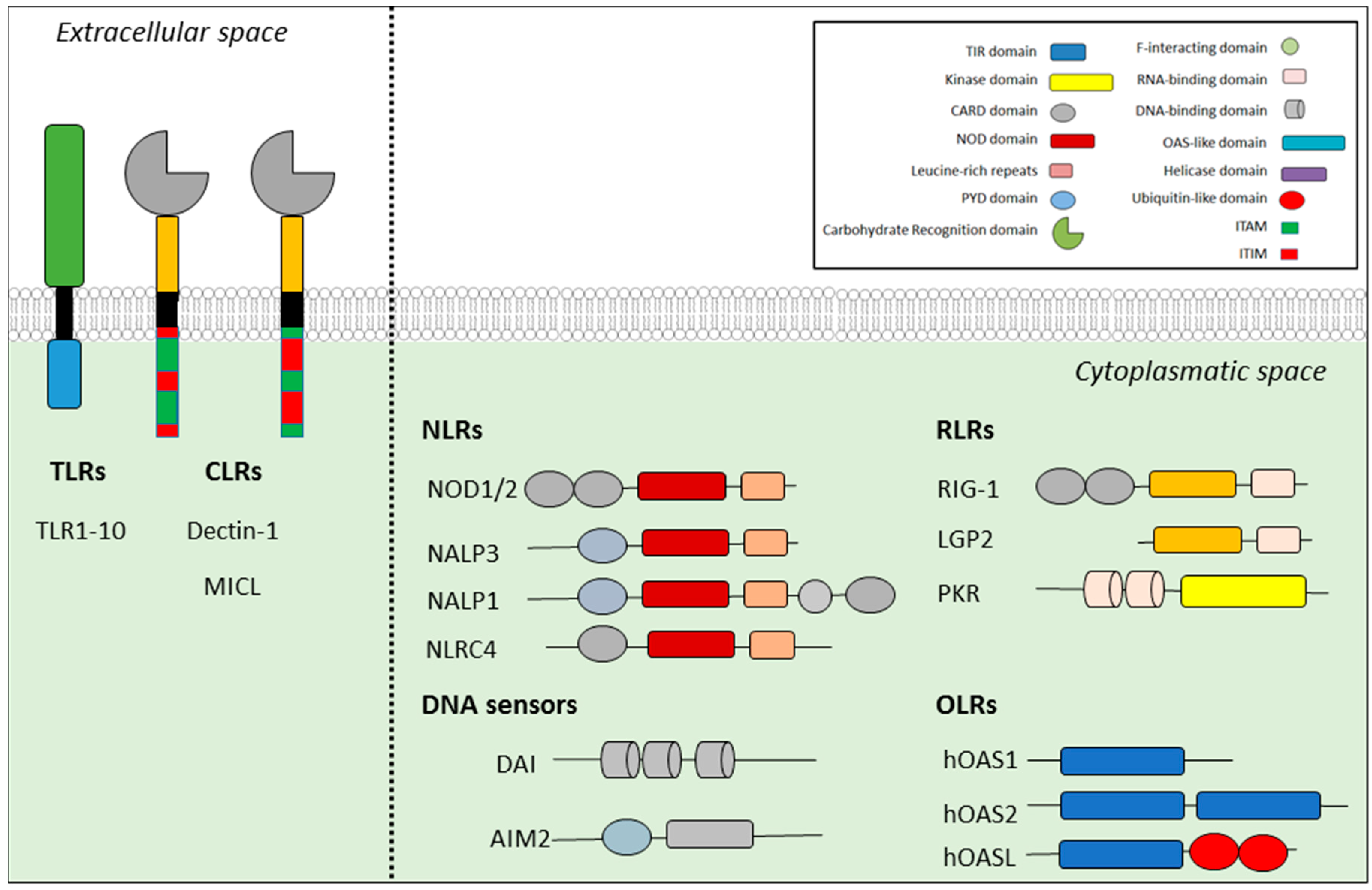 Ijms 21 04829 g001 Ijms 21 04829 g001