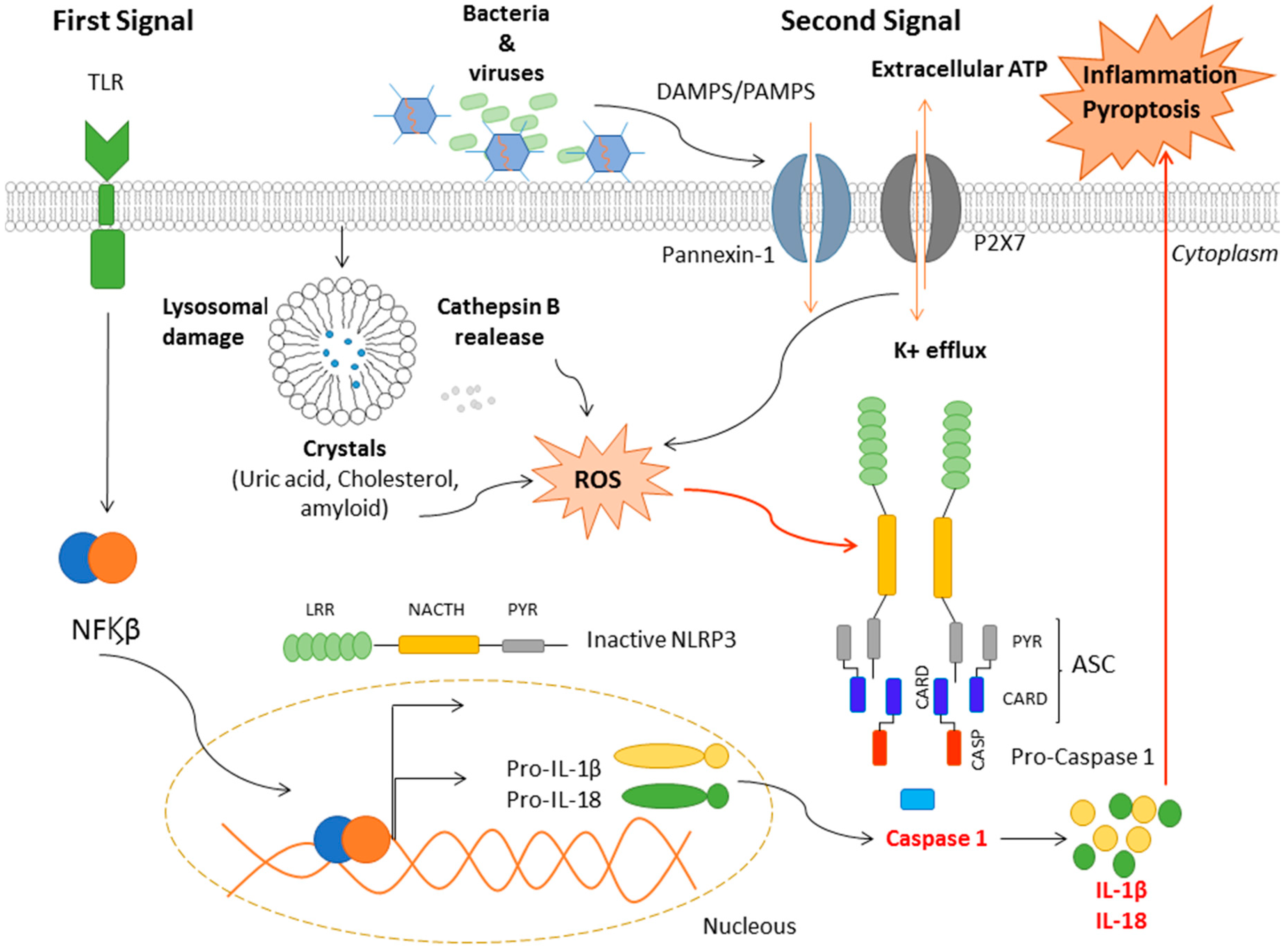 Ijms 21 04829 g002 Ijms 21 04829 g002